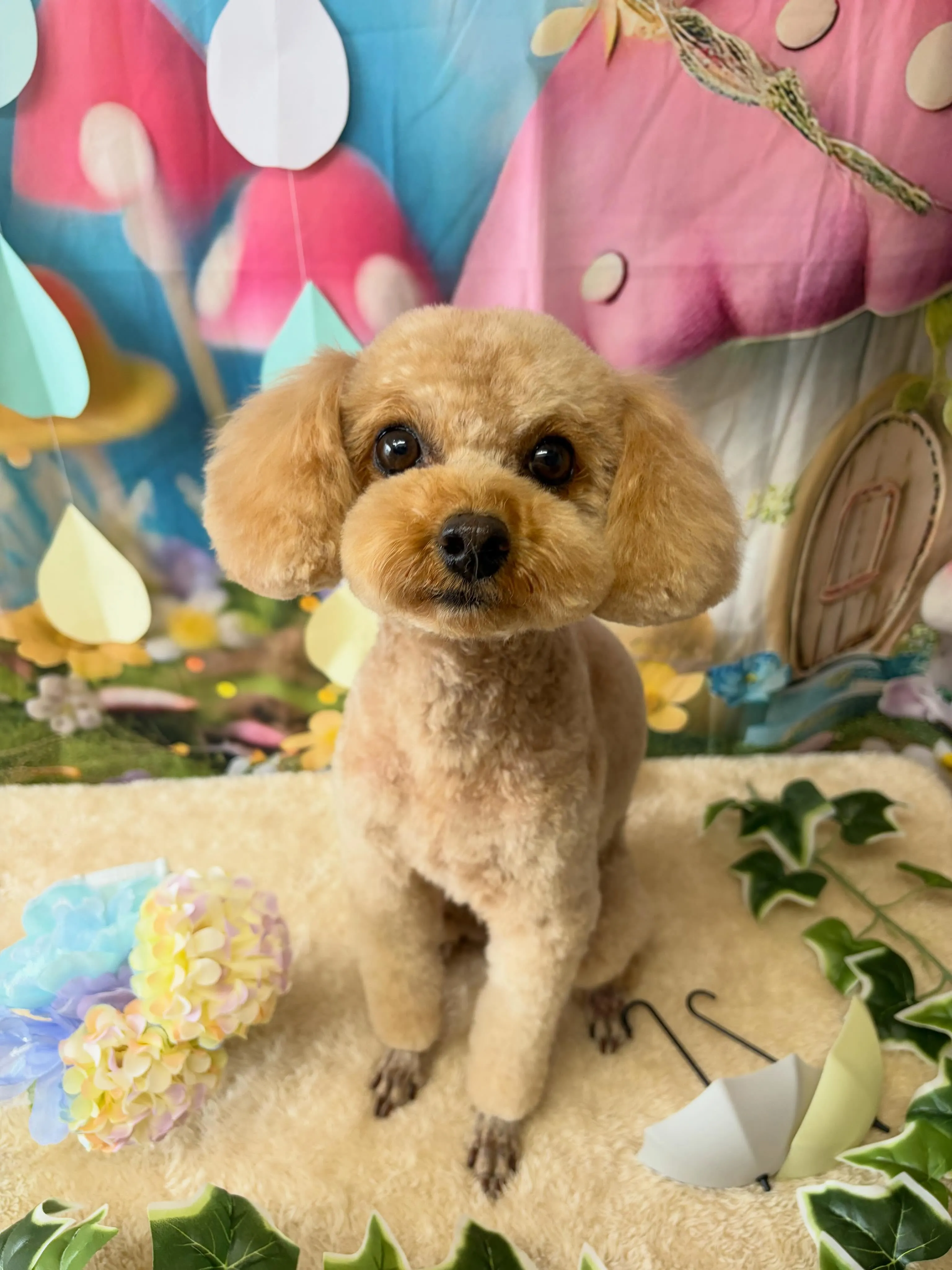 🍃6/14のトリミング🍃プードル🐶｜名東区・千種区・守山区の...