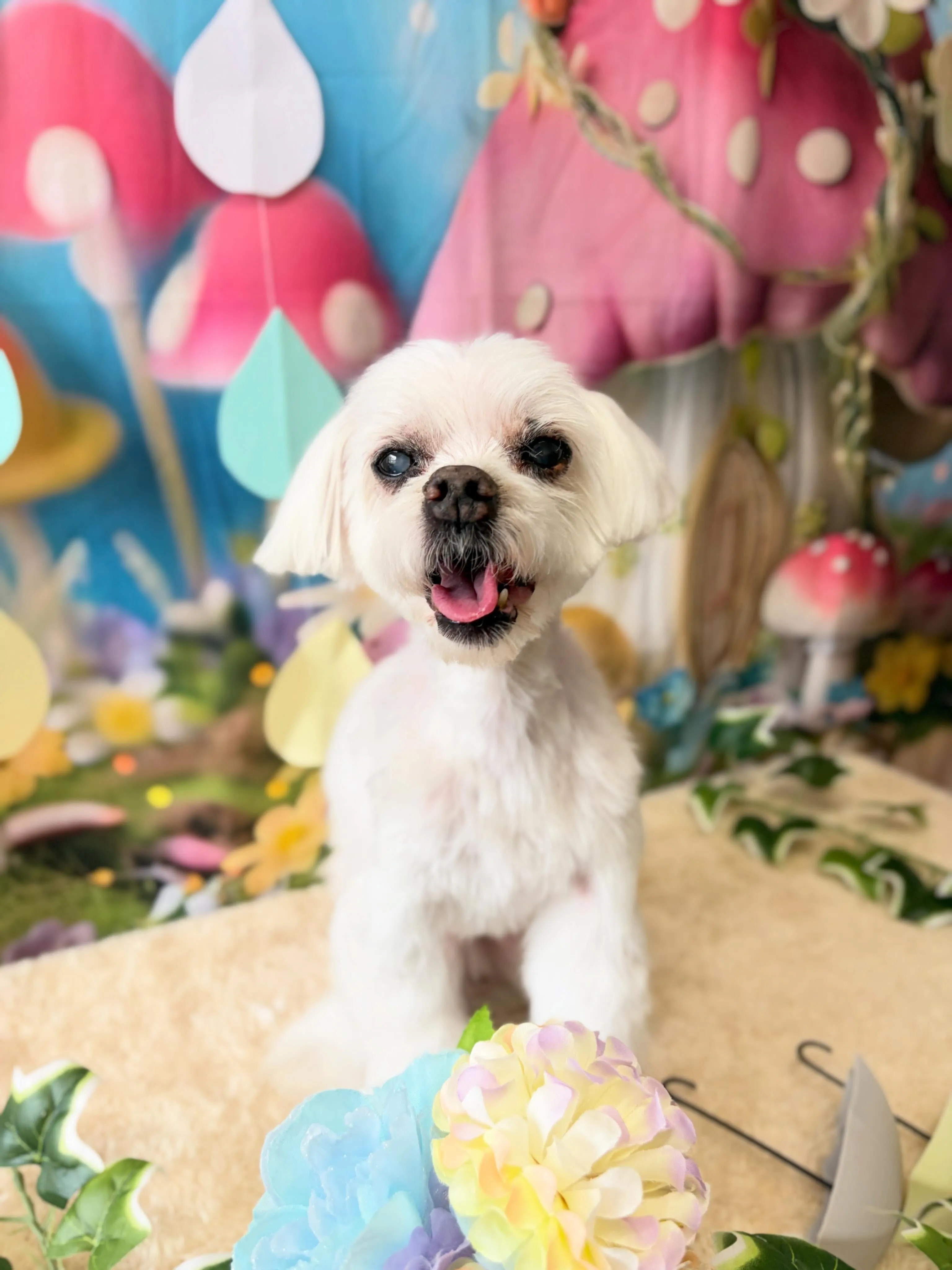🍃6/14のトリミング🍃マルチーズ🐶チワワ🐶|名東区・千種区...