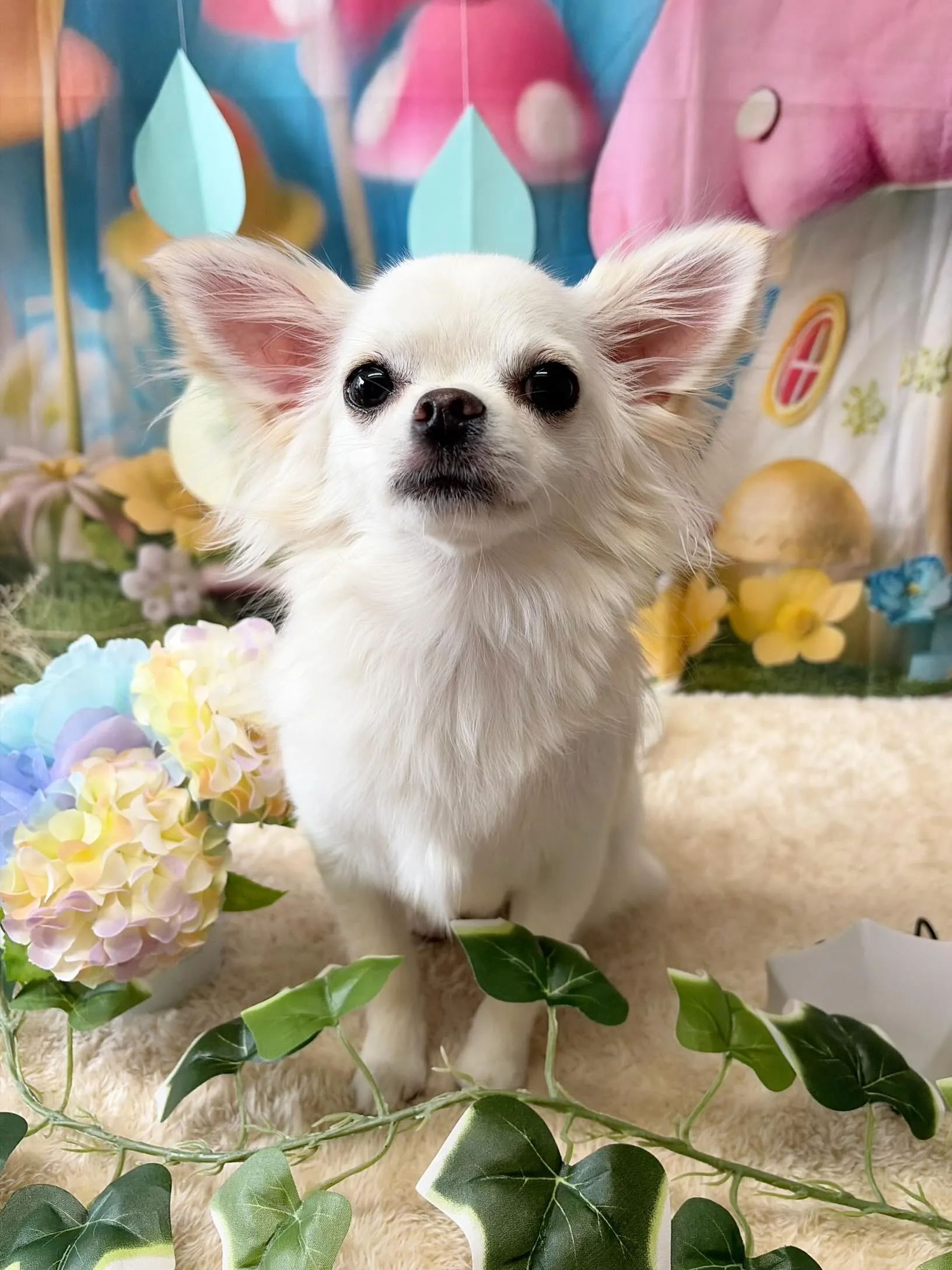 🍃6/14のトリミング🍃マルチーズ🐶チワワ🐶|名東区・千種区...