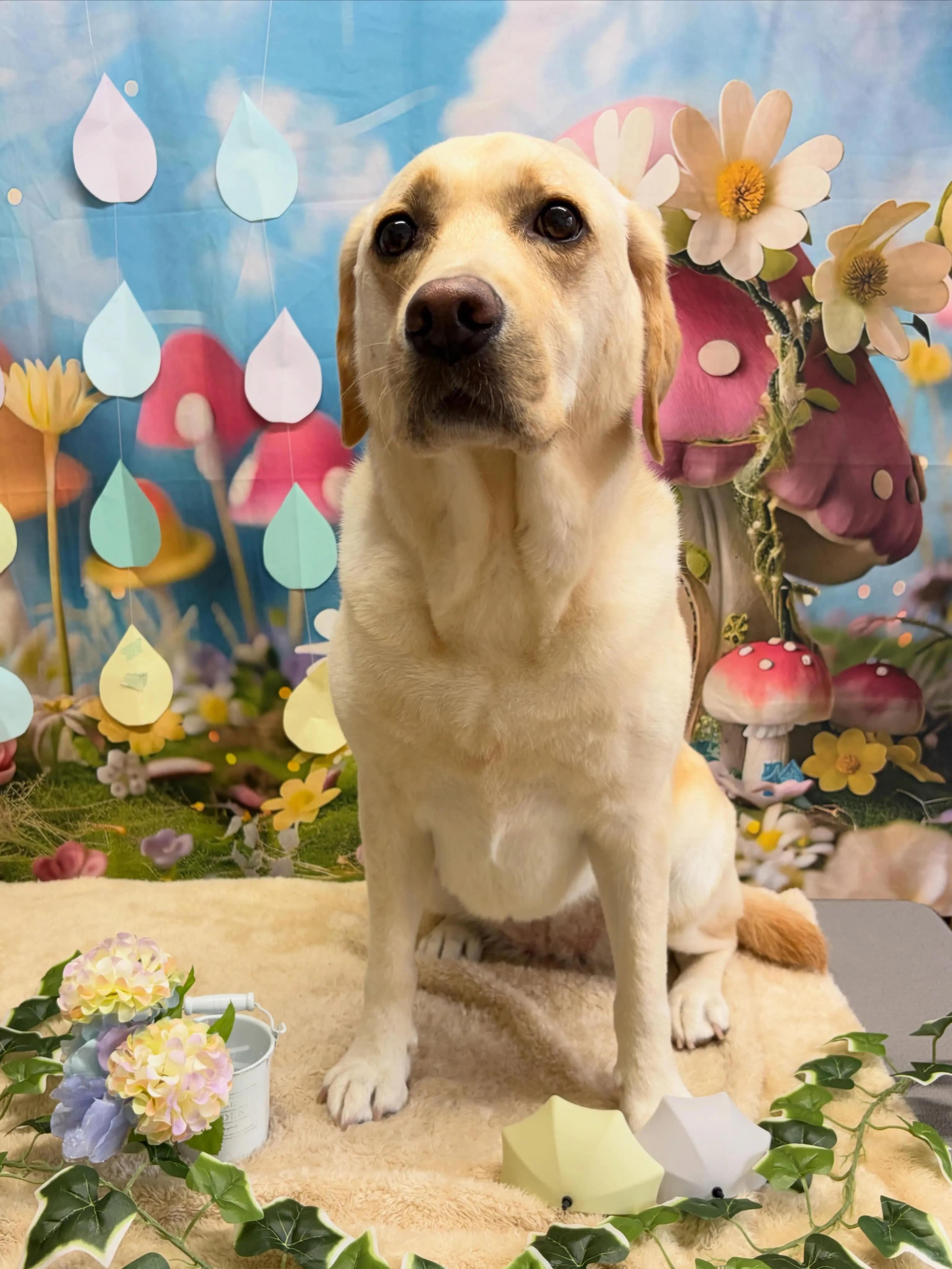 🍃6/14のトリミング🍃ラブラドールレトリバー🐶｜名東区・千...