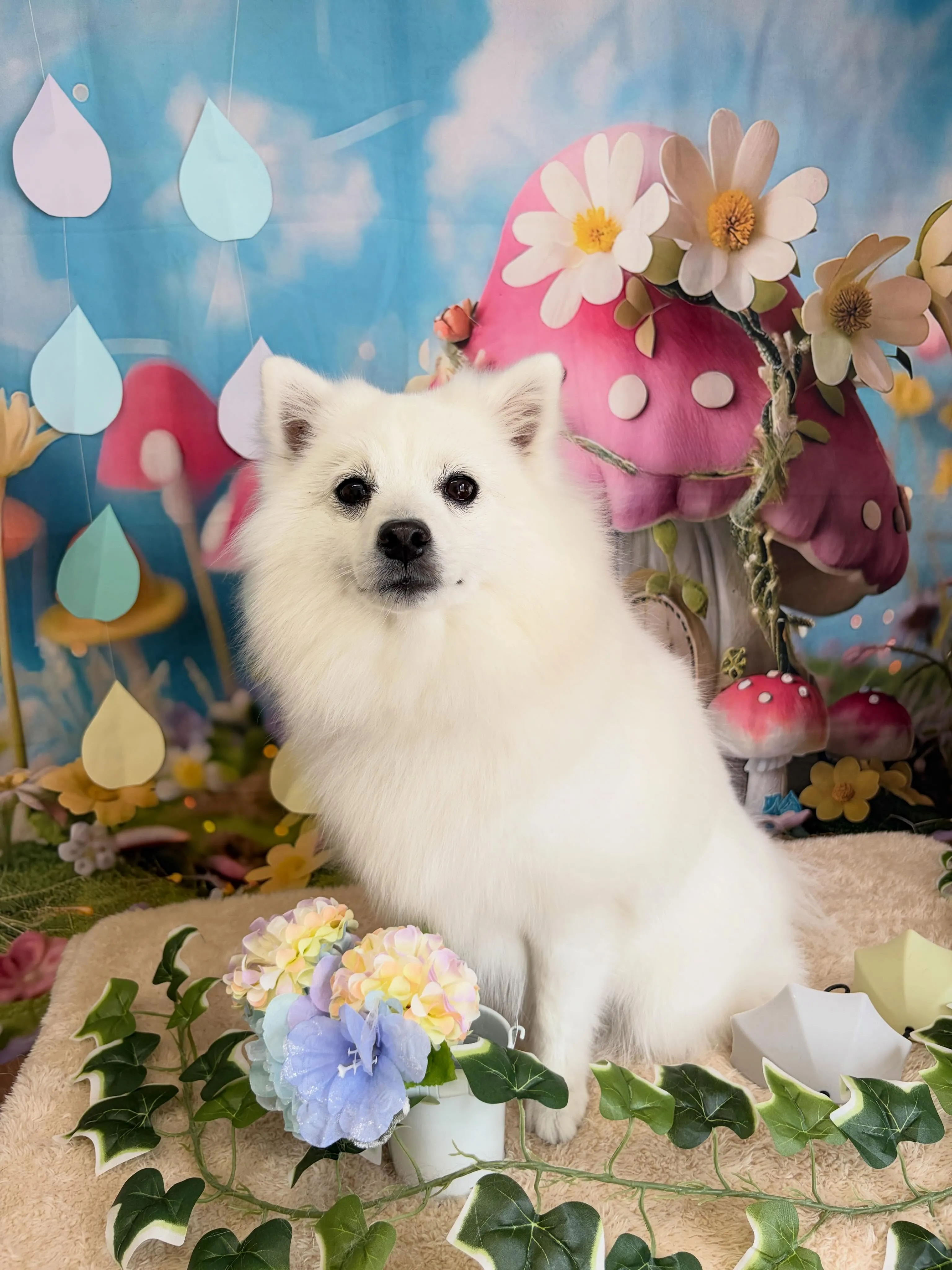 🍃6/15のトリミング🍃日本スピッツ🐶|名東区・千種区・守山...