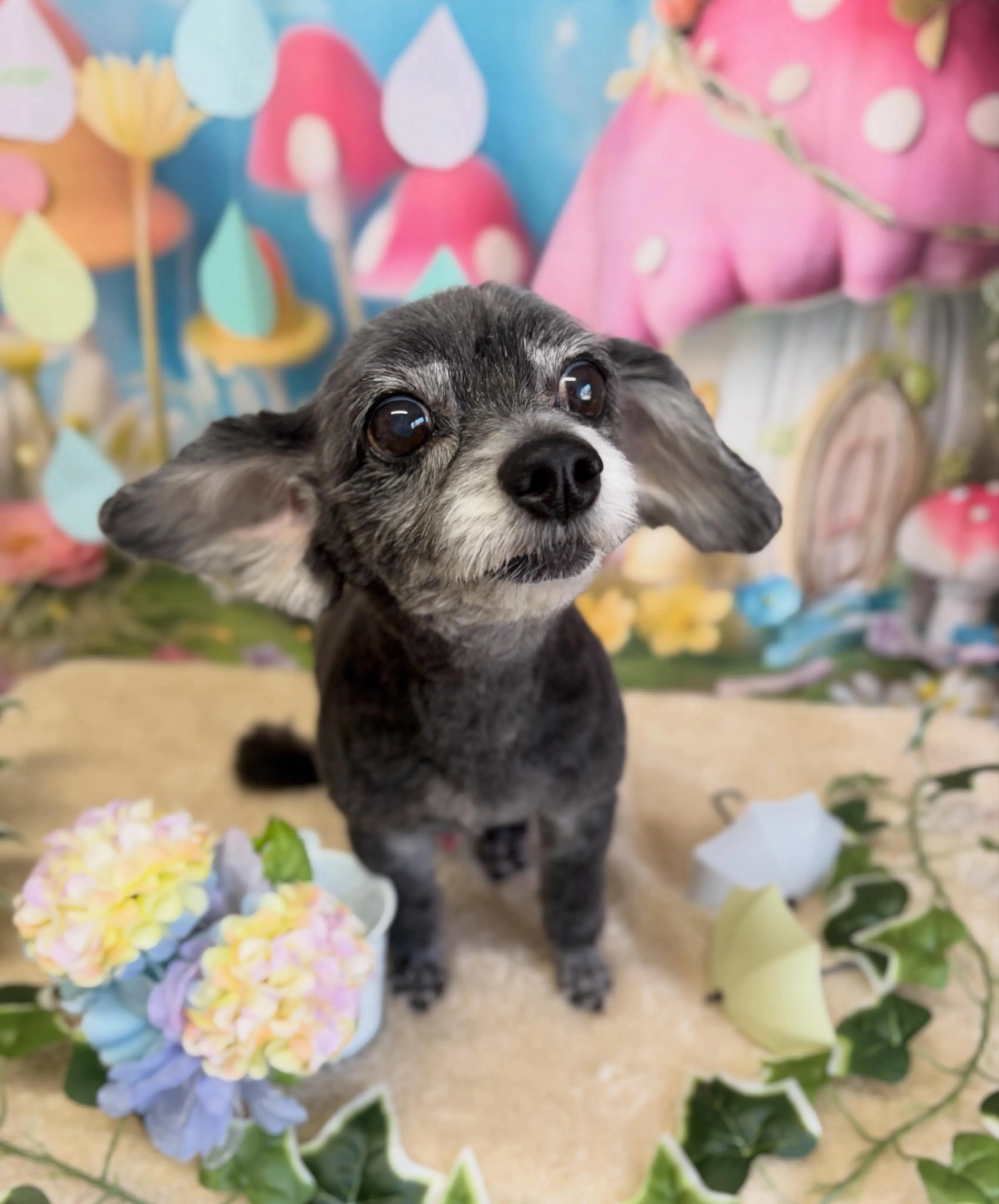 🍃6/15のトリミング🍃ミックス犬🐶|名東区・千種区・守山区...