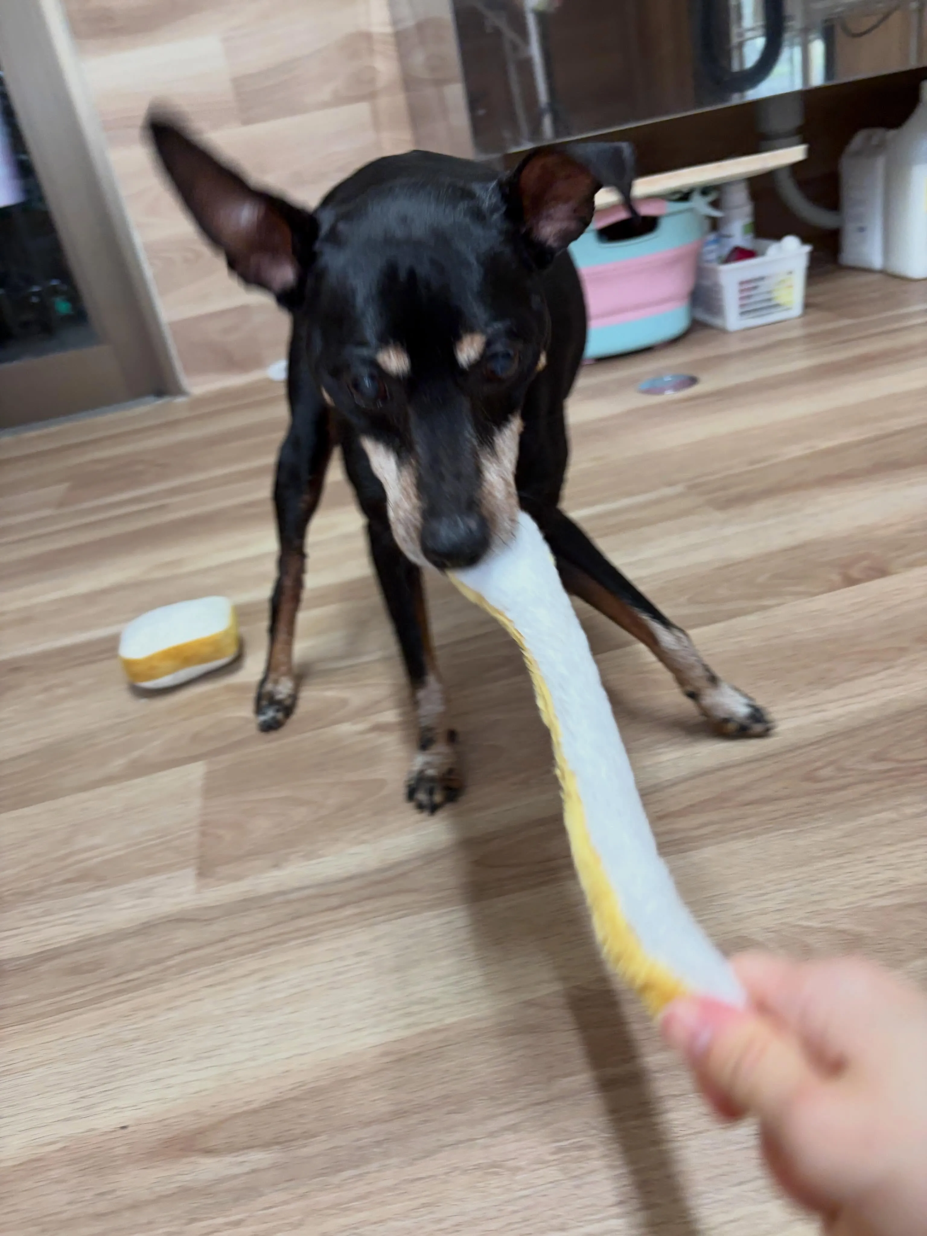 🍃6/15のトリミング🍃ミニチュアピンシャー 🐶｜名東区・千...