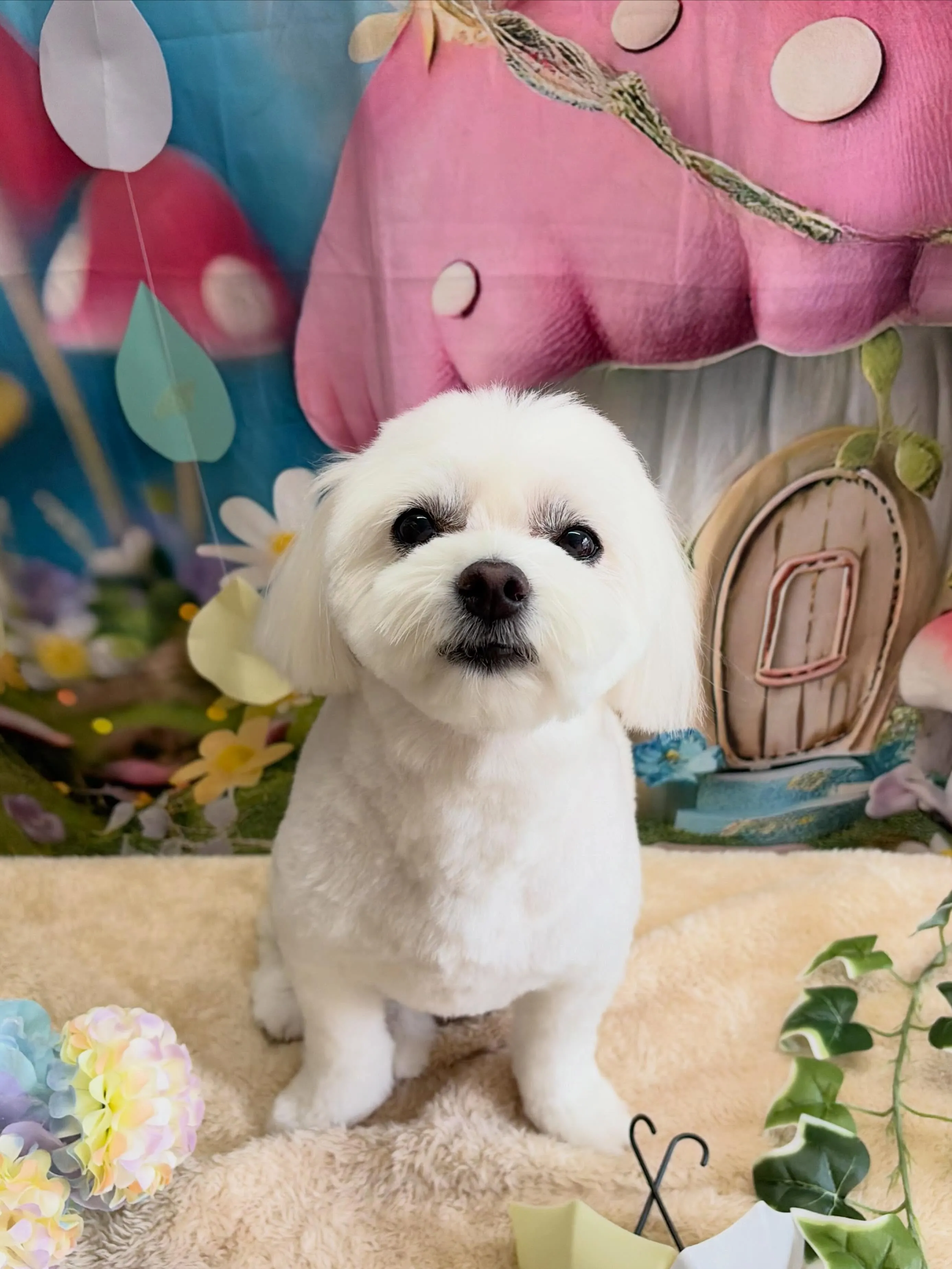 🍃6/16のトリミング🍃ミックス犬🐶｜名東区・千種区・守山区...