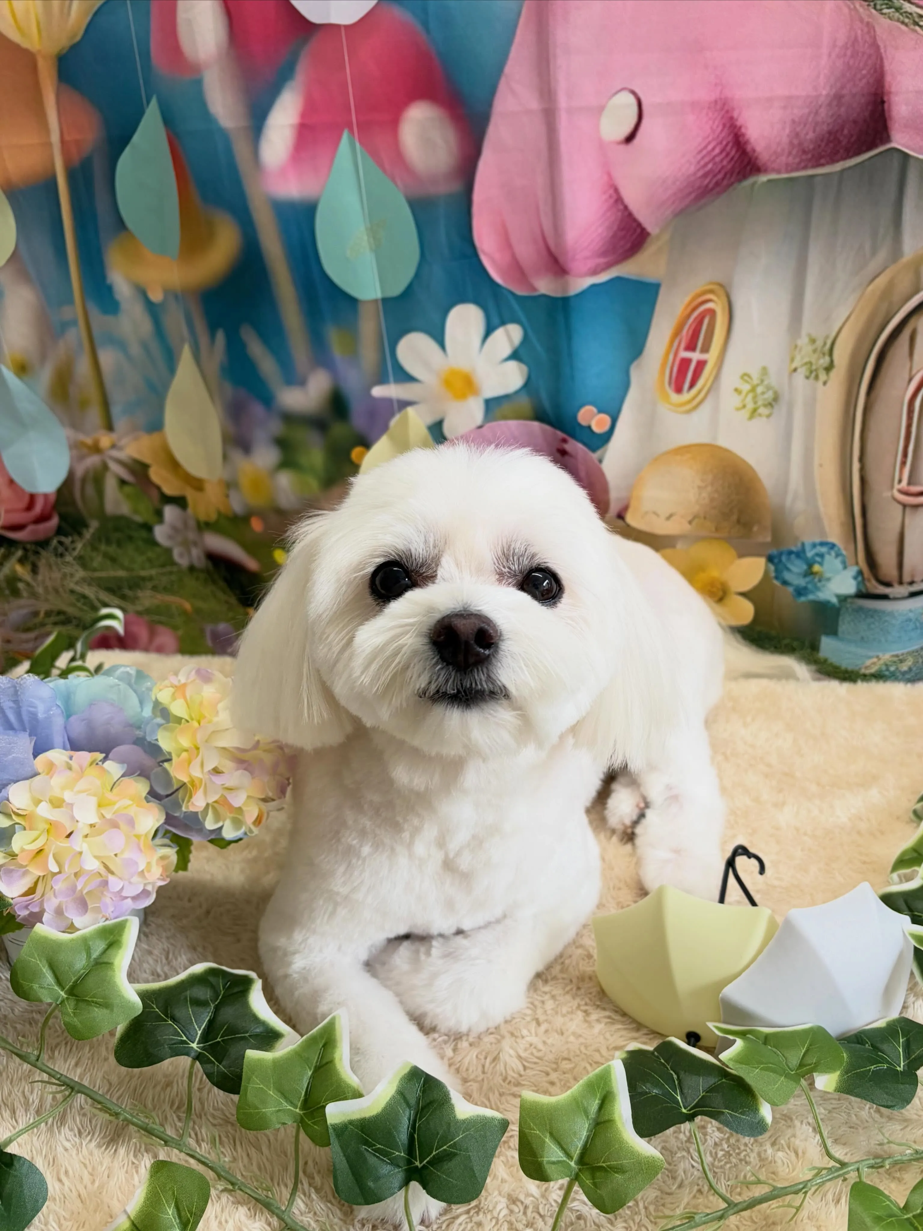 🍃6/16のトリミング🍃ミックス犬🐶｜名東区・千種区・守山区...
