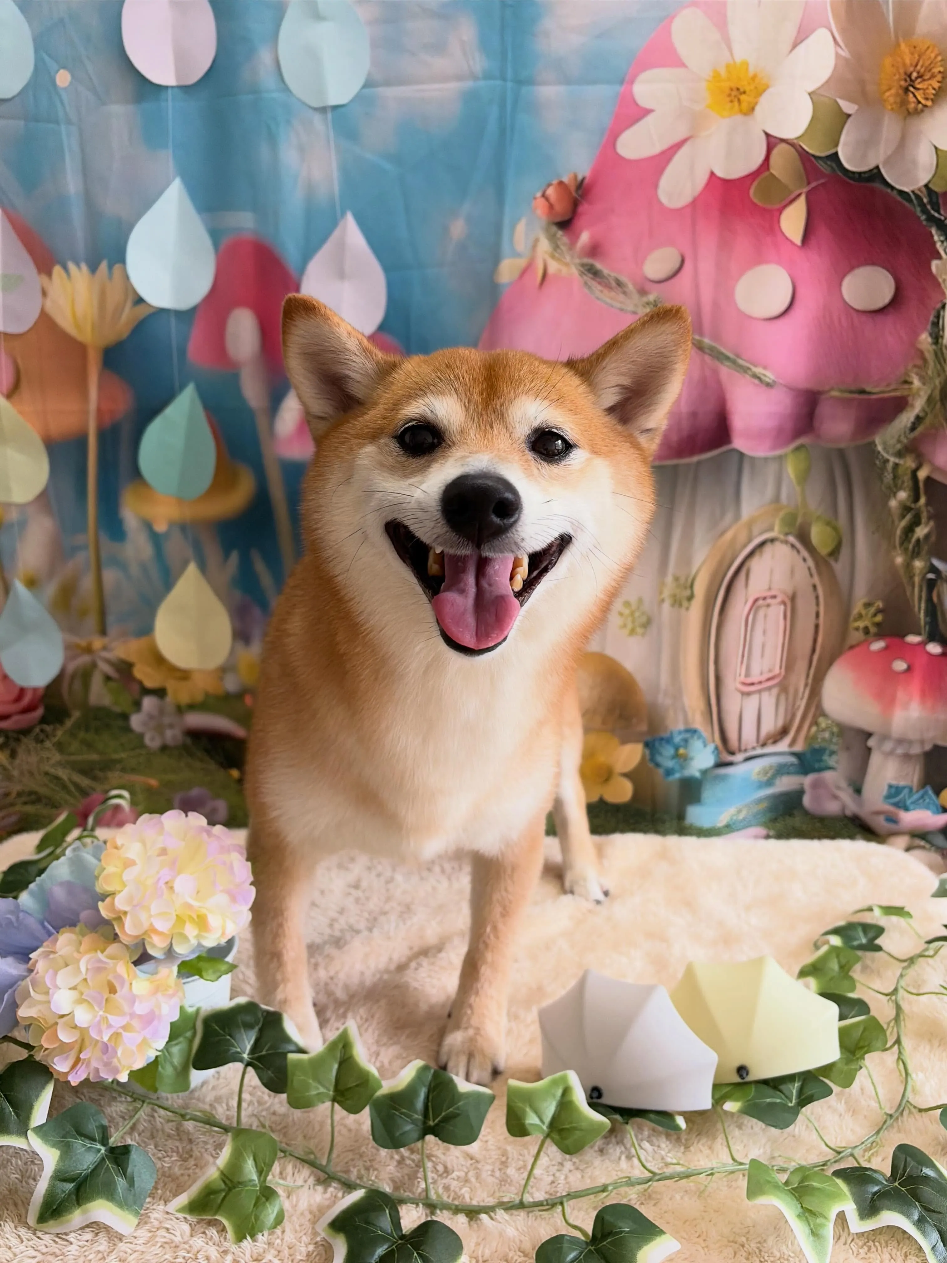 🍃6/16のトリミング🍃柴犬🐶｜名東区・千種区・守山区の動物...