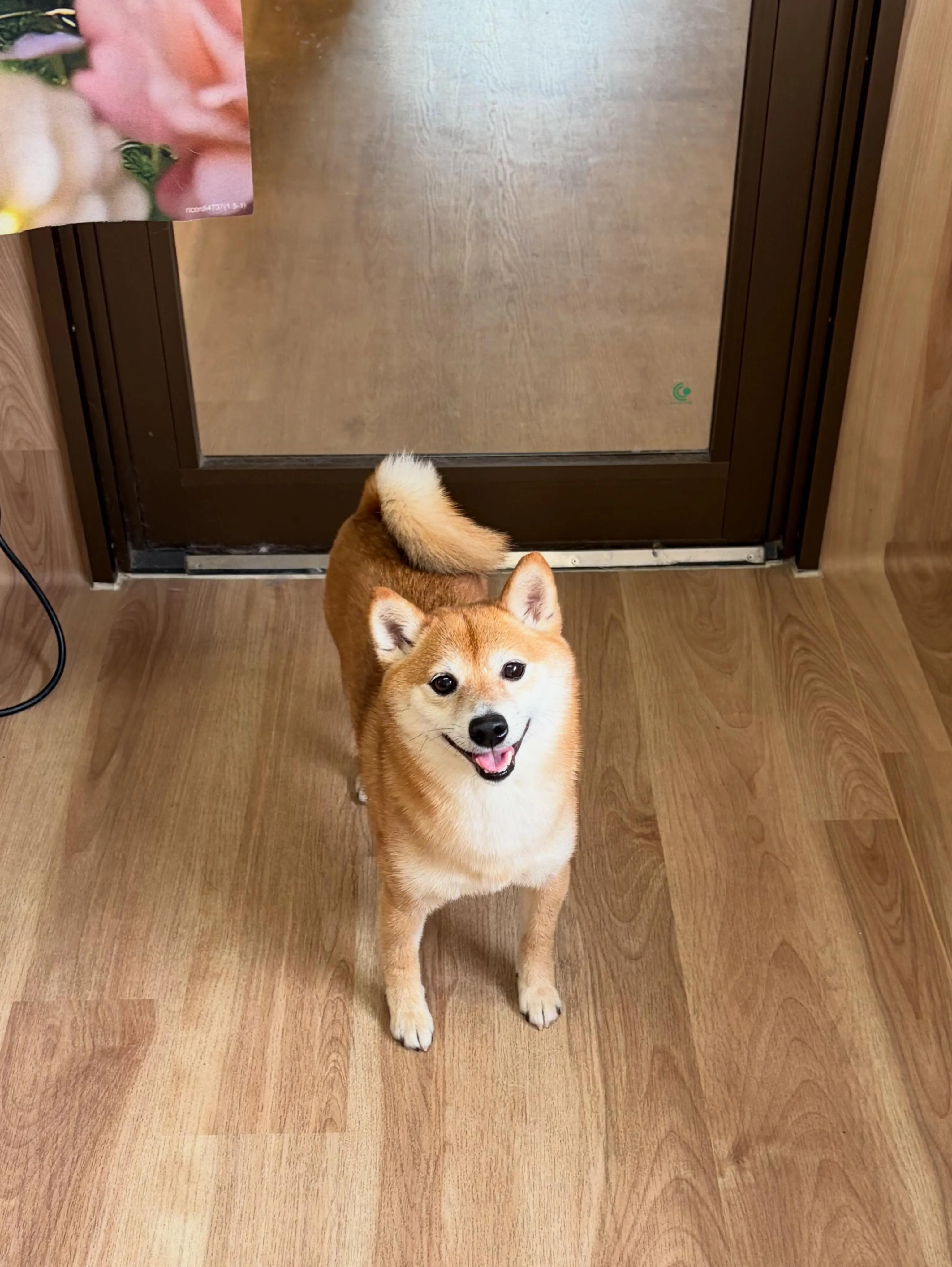 🍃6/16のトリミング🍃柴犬🐶｜名東区・千種区・守山区の動物...
