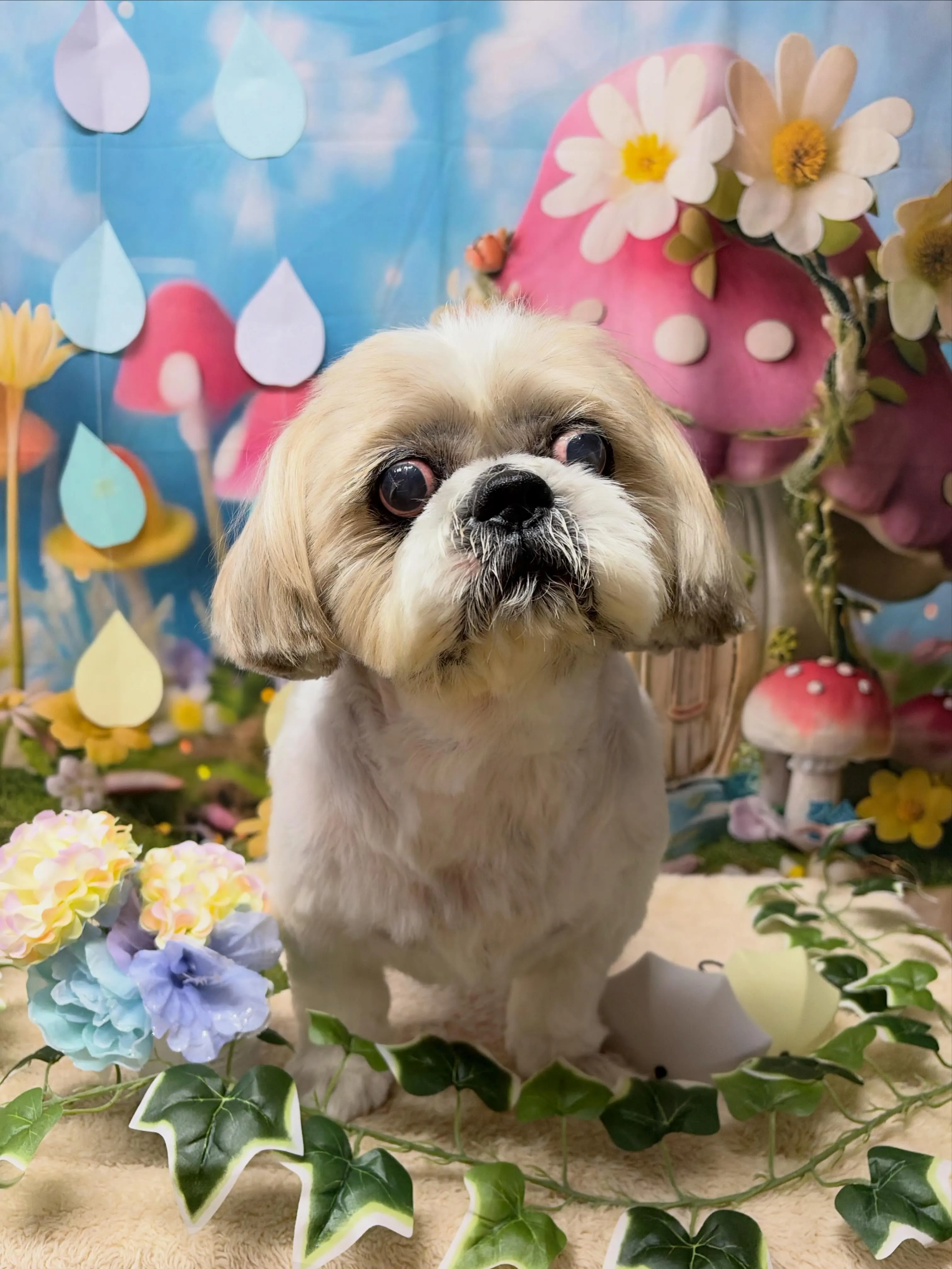 🍃6/16のトリミング🍃シーズー🐶｜名東区・千種区・守山区の...