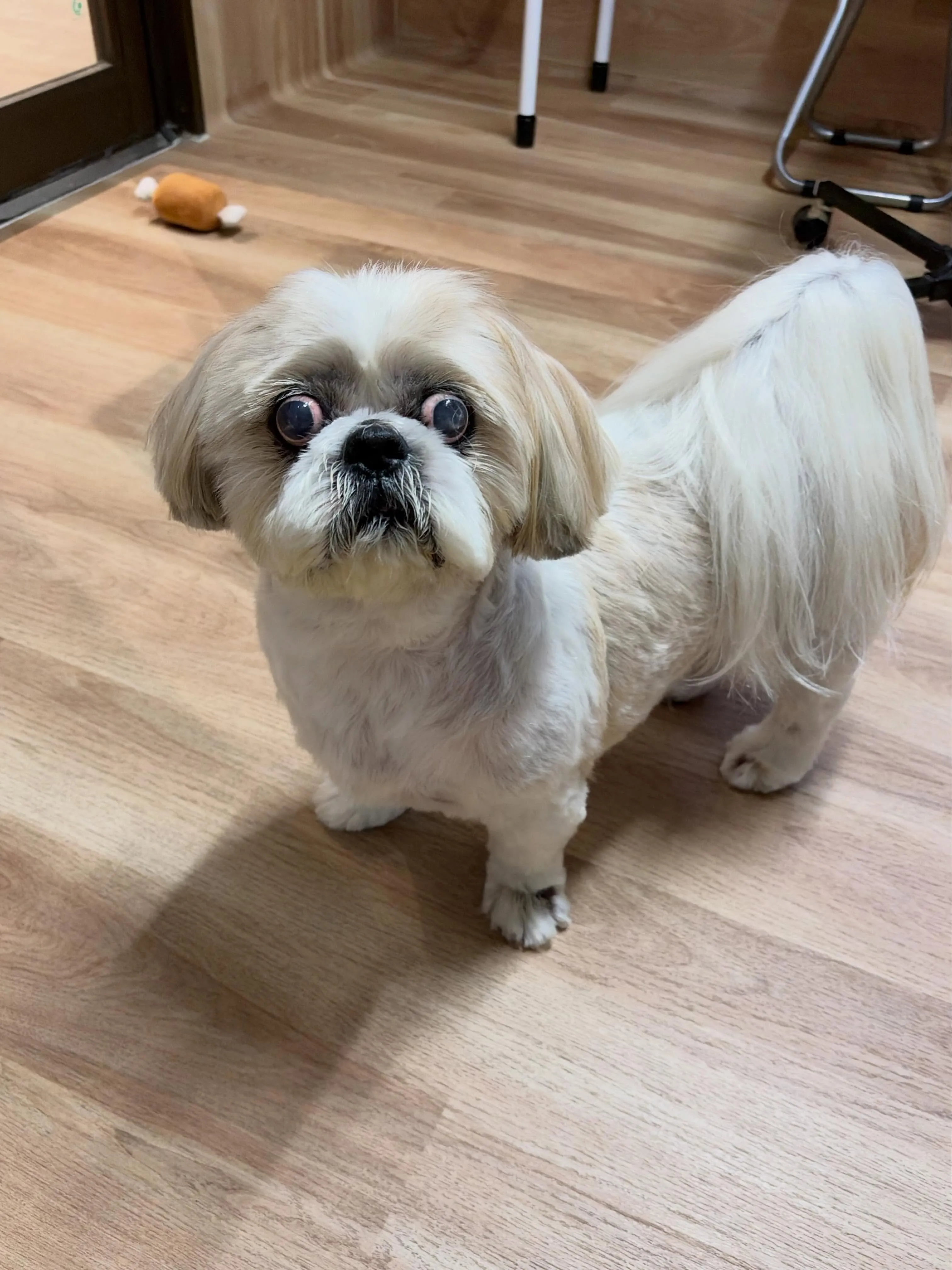 🍃6/16のトリミング🍃シーズー🐶｜名東区・千種区・守山区の...
