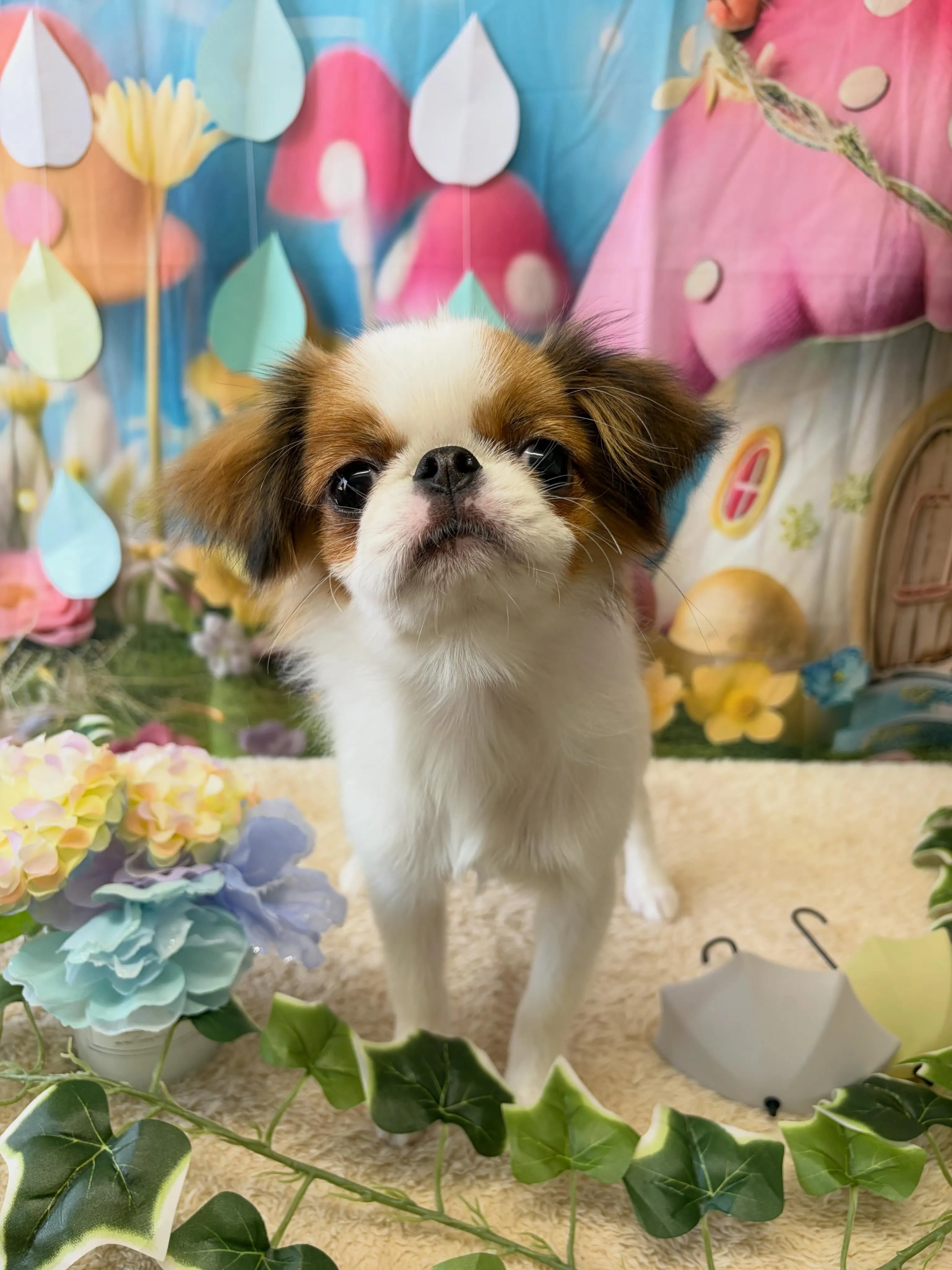 🍃6/17のトリミング🍃狆🐶|名東区・千種区・守山区の動物病...