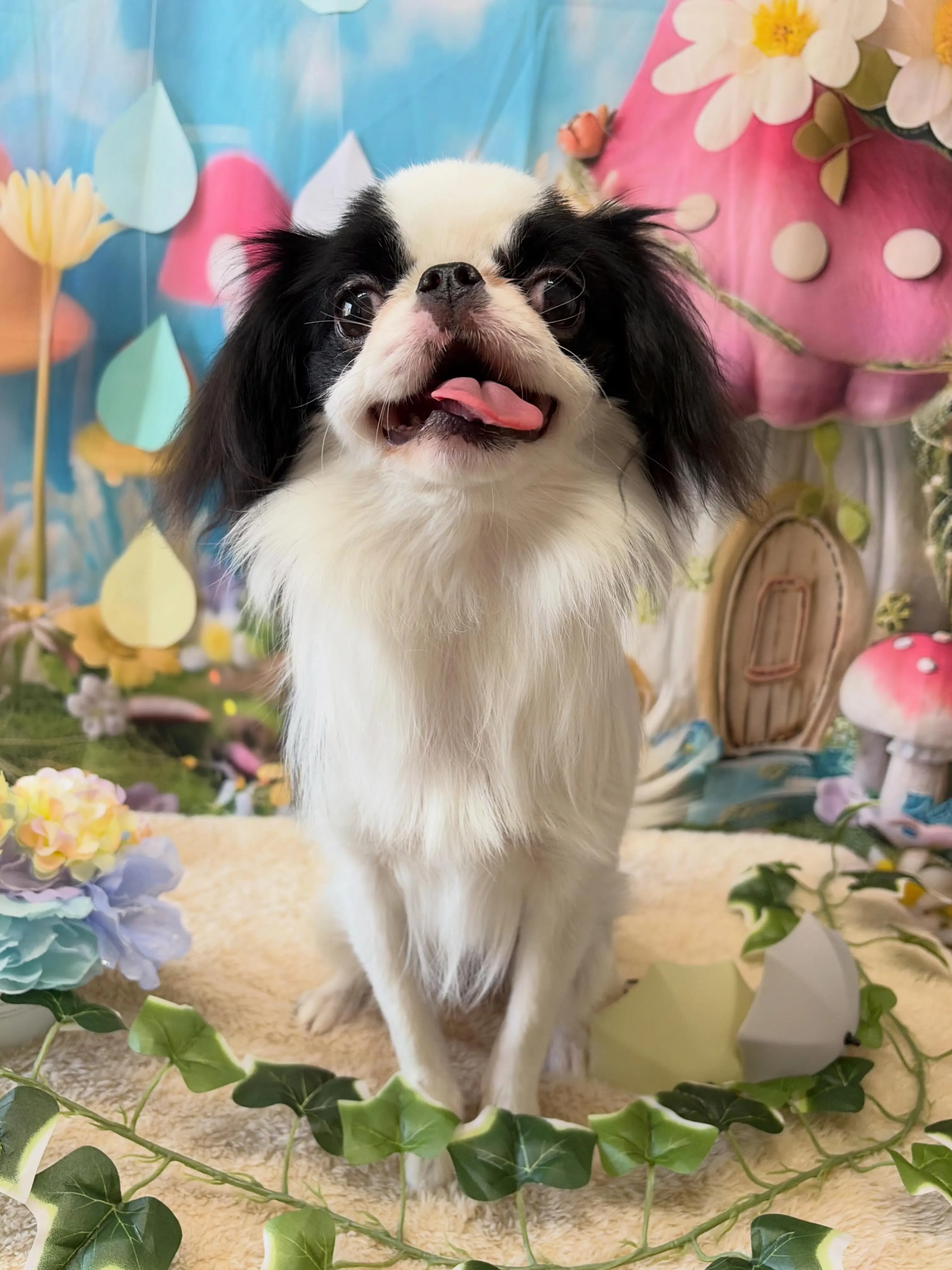 🍃6/17のトリミング🍃狆🐶|名東区・千種区・守山区の動物病...