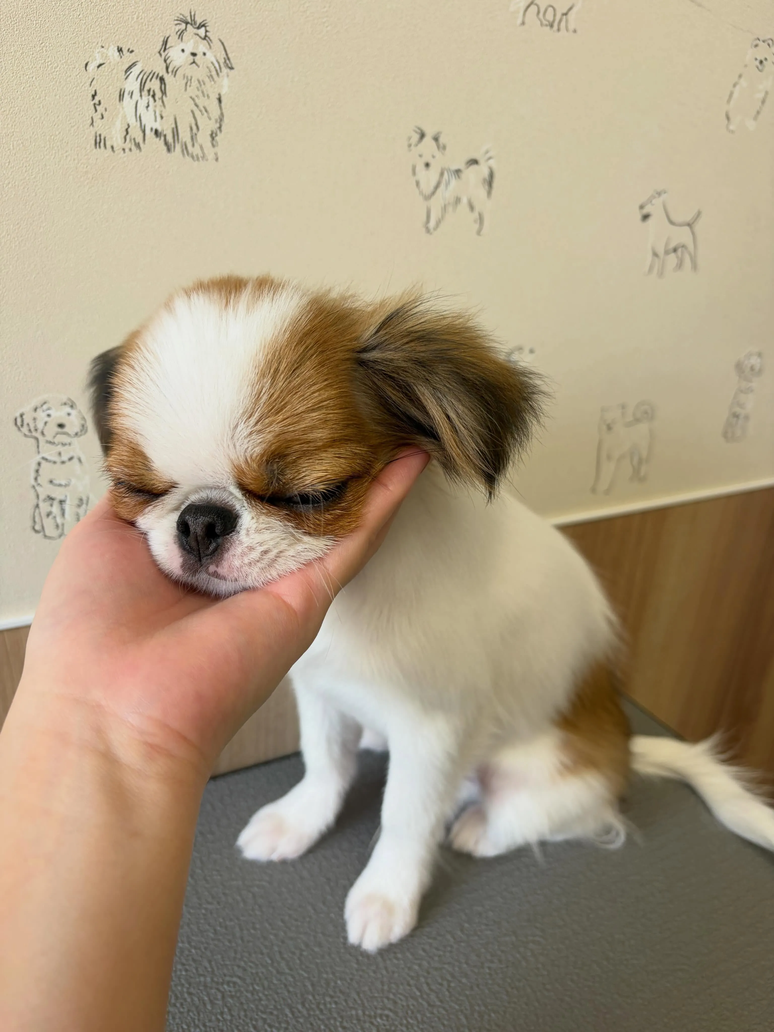 🍃6/17のトリミング🍃狆🐶|名東区・千種区・守山区の動物病...
