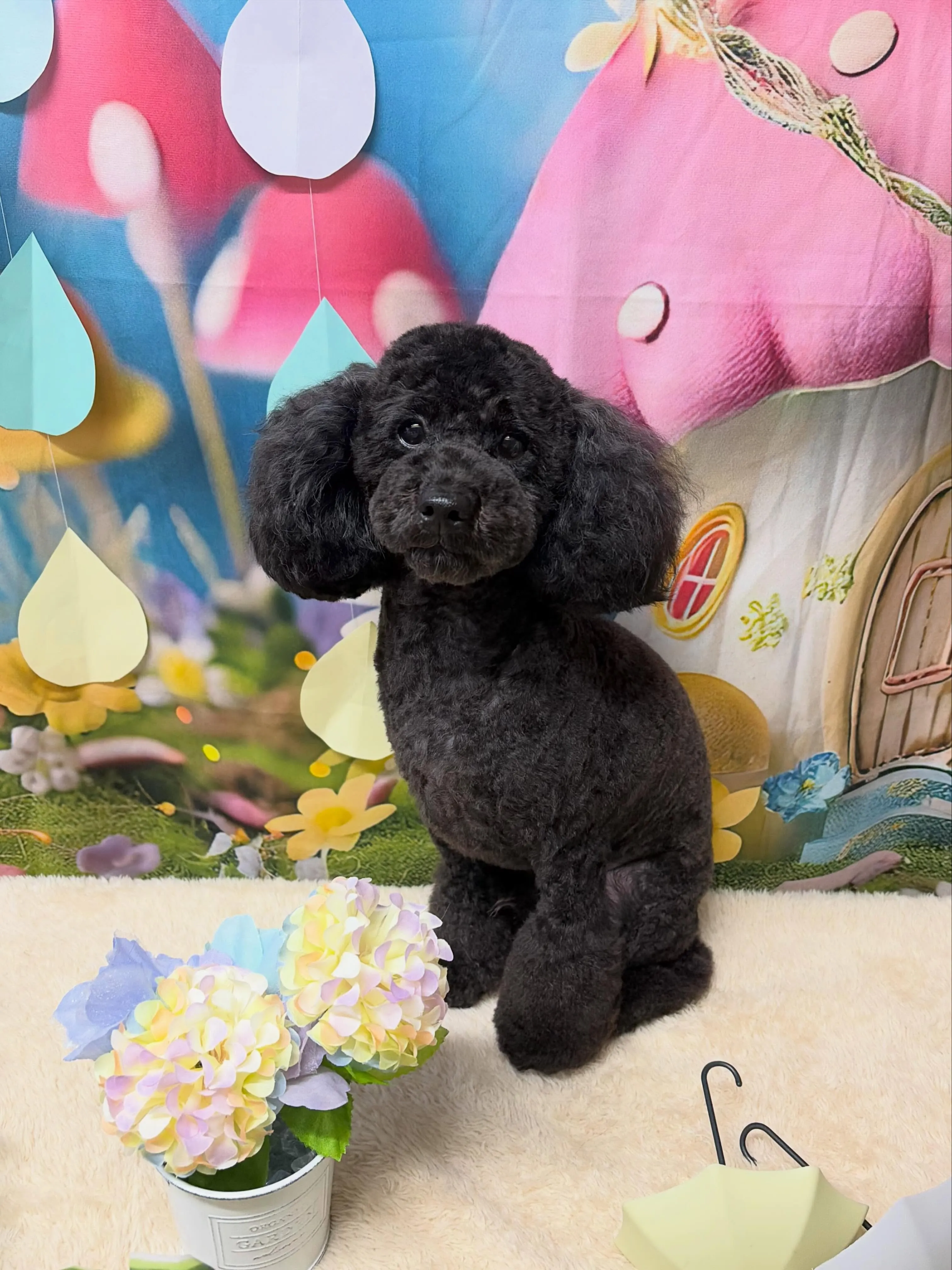 🍃6/17のトリミング🍃プードル 🐶|名東区・千種区・守山区...