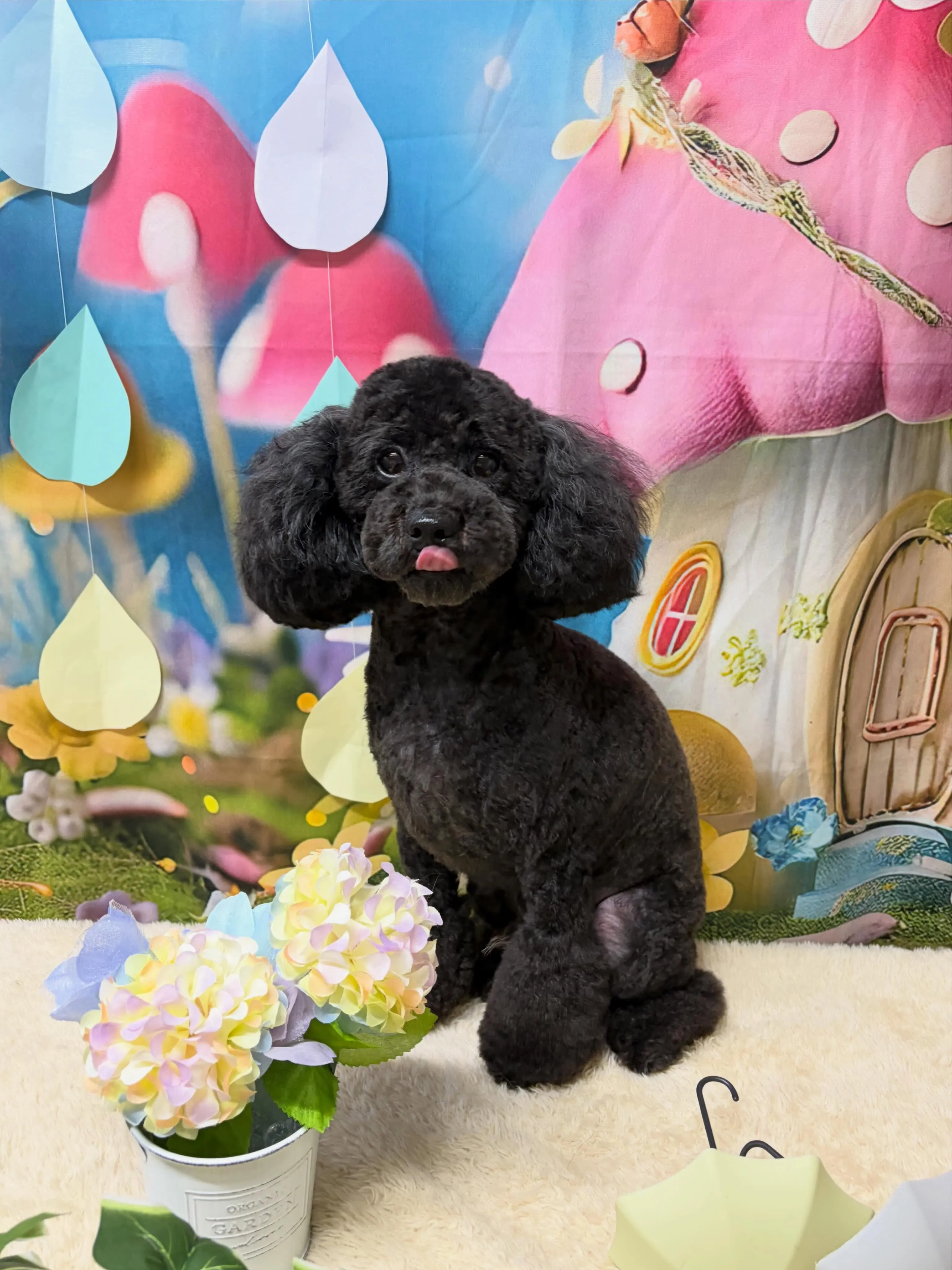 🍃6/17のトリミング🍃プードル 🐶|名東区・千種区・守山区...