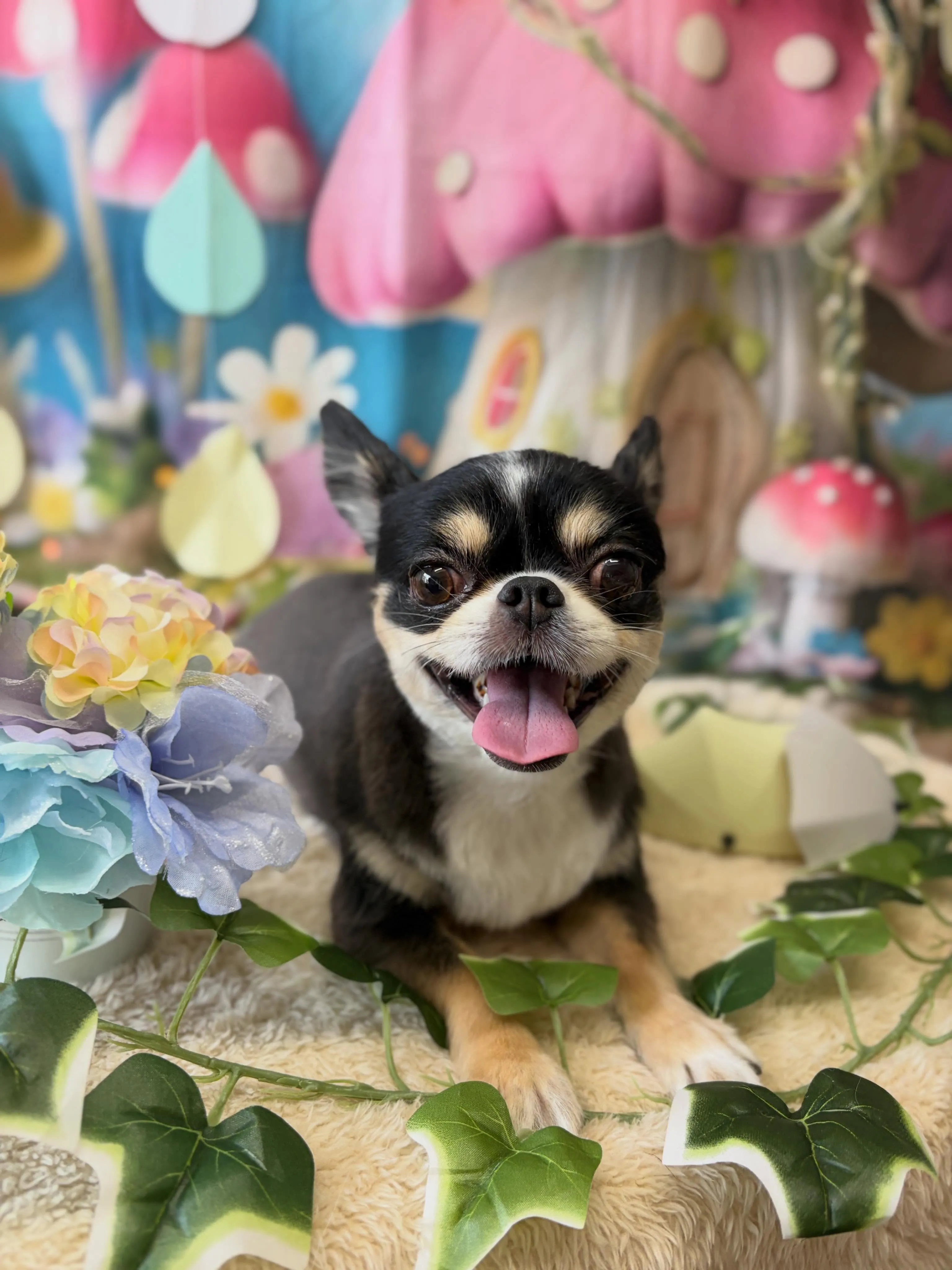 🍃6/17のトリミング🍃チワワ🐶｜名東区・千種区・守山区の動...