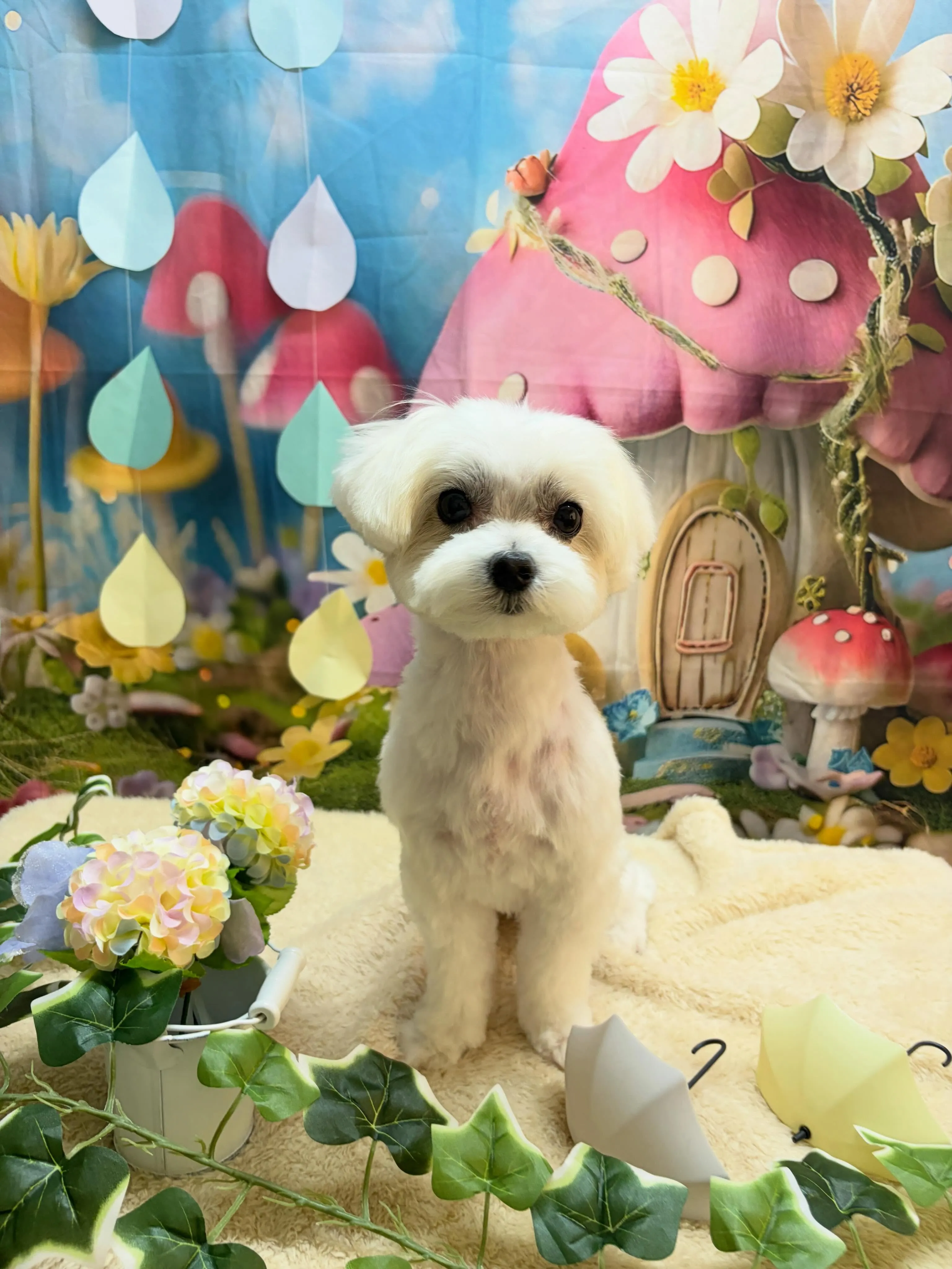 🍃6/17のトリミング🍃マルチーズ🐶｜名東区・千種区・守山区...