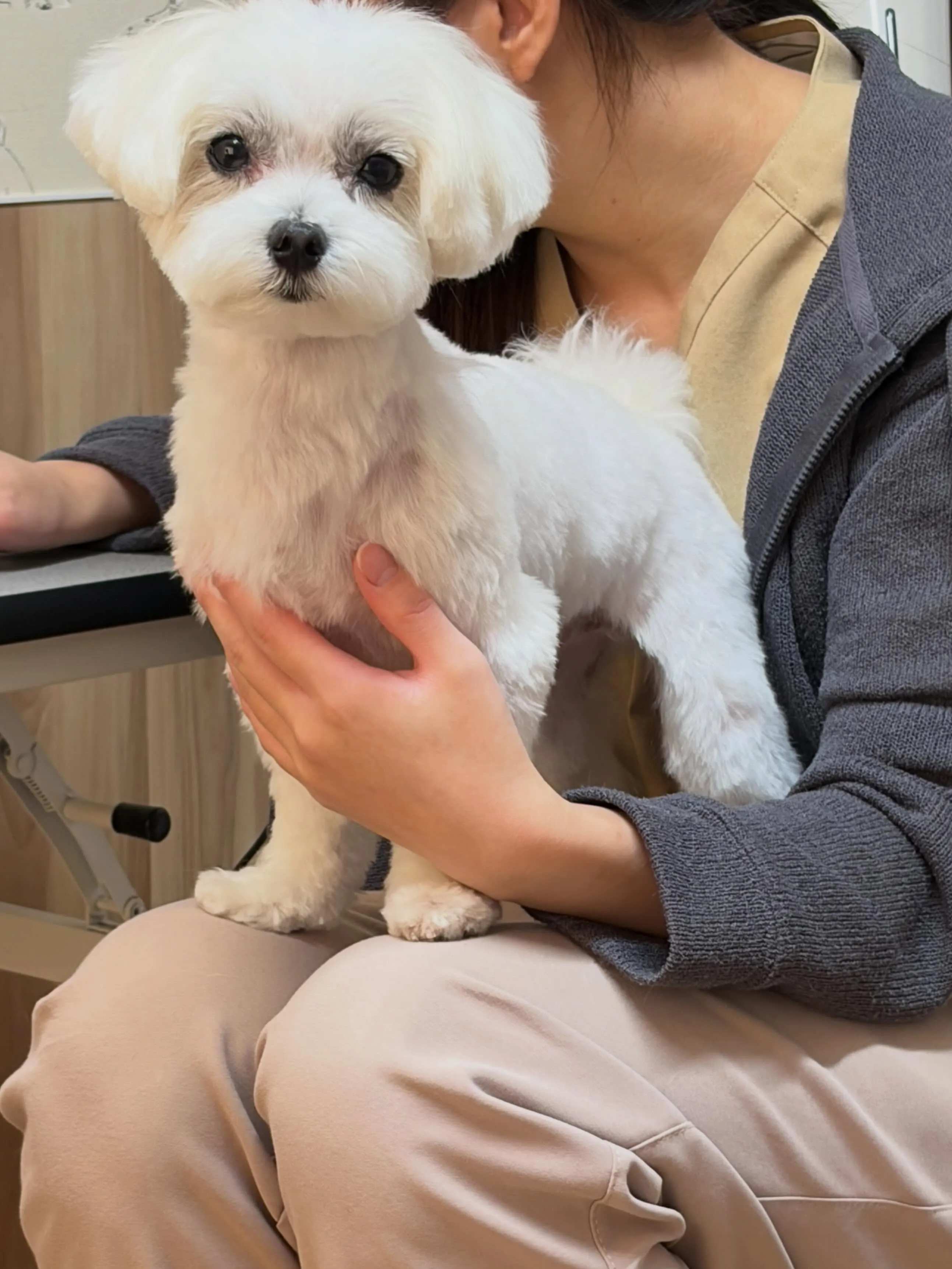 🍃6/17のトリミング🍃マルチーズ🐶｜名東区・千種区・守山区...