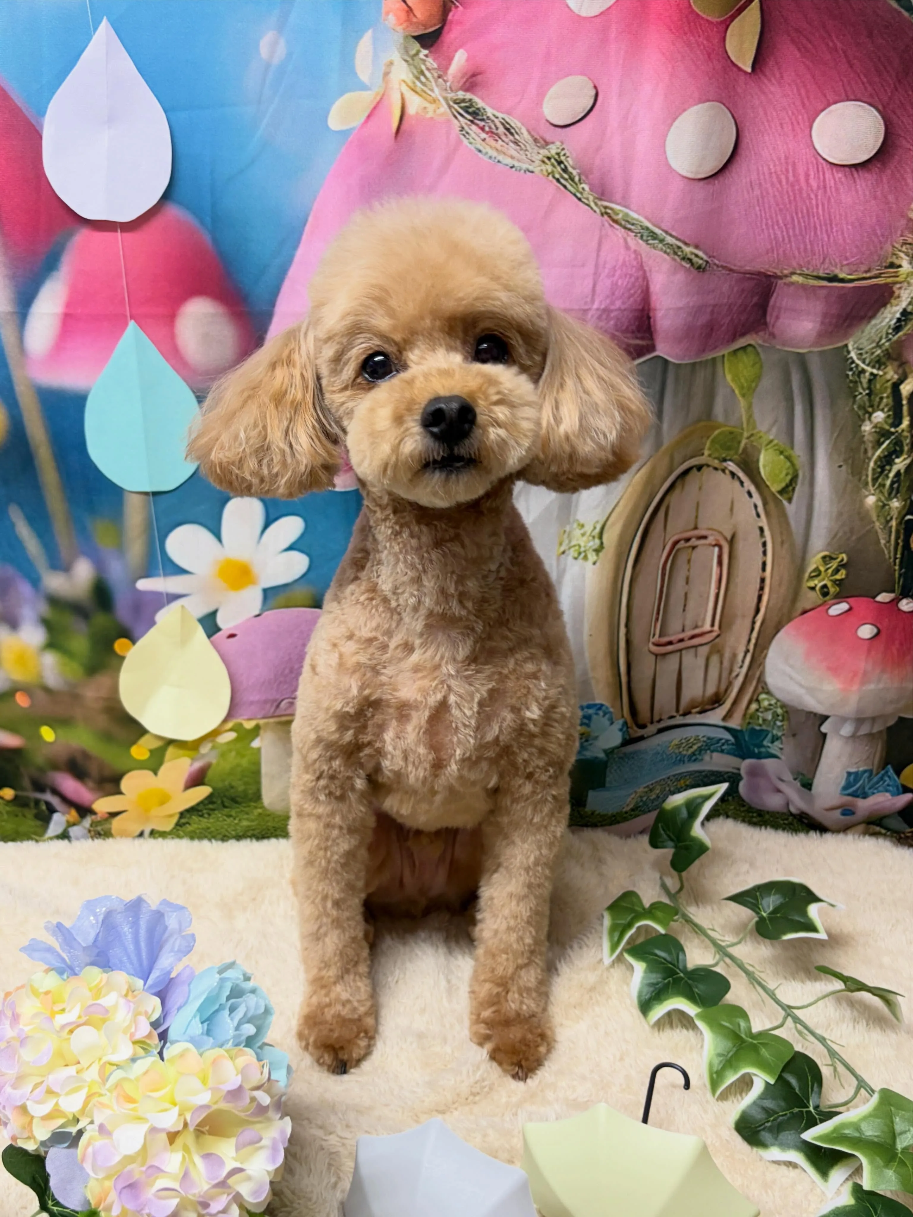 🍃6/17のトリミング🍃プードル🐶｜名東区・千種区・守山区の...
