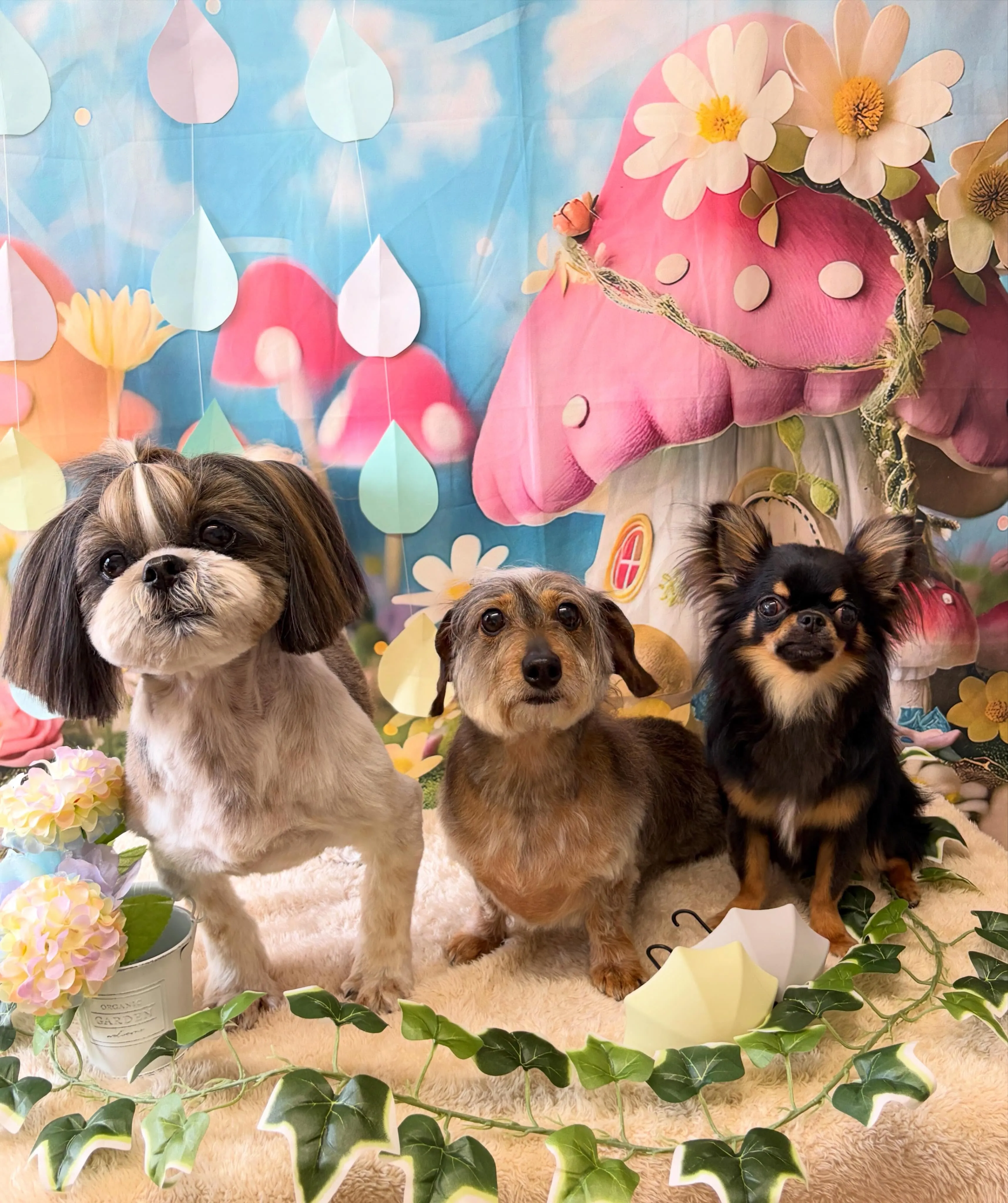 🍃6/19のトリミング🍃シーズー🐶ダックス🐶チワワ🐶｜名東区...