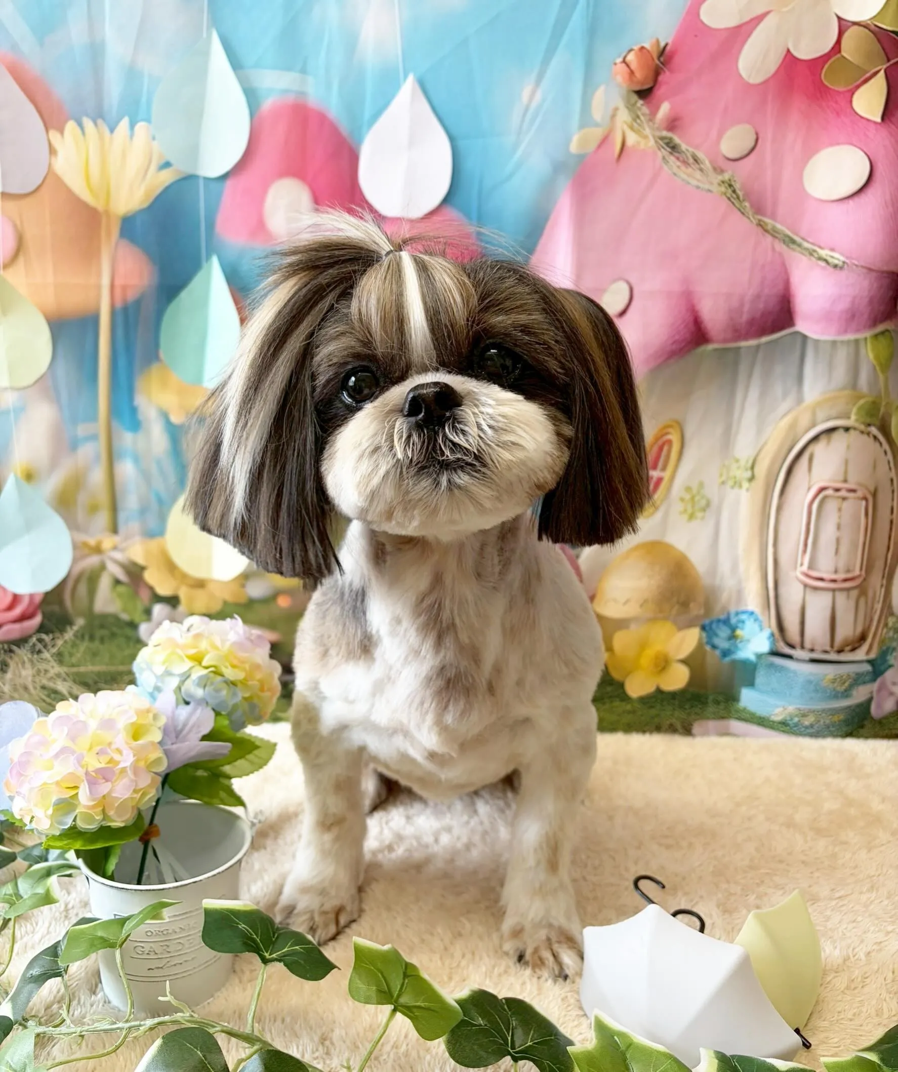 🍃6/19のトリミング🍃シーズー🐶ダックス🐶チワワ🐶|名東区...