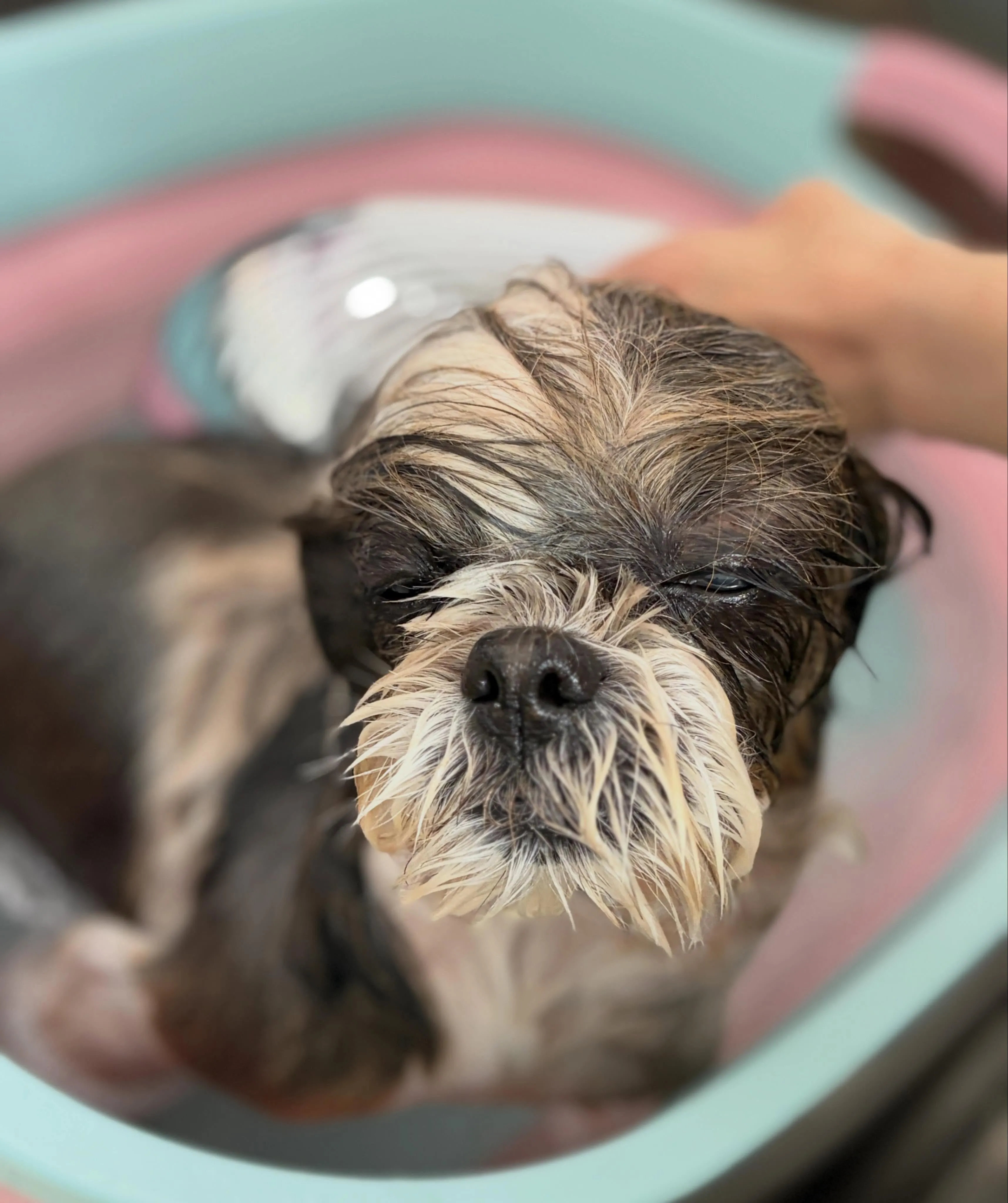 🍃6/19のトリミング🍃シーズー🐶ダックス🐶チワワ🐶|名東区...
