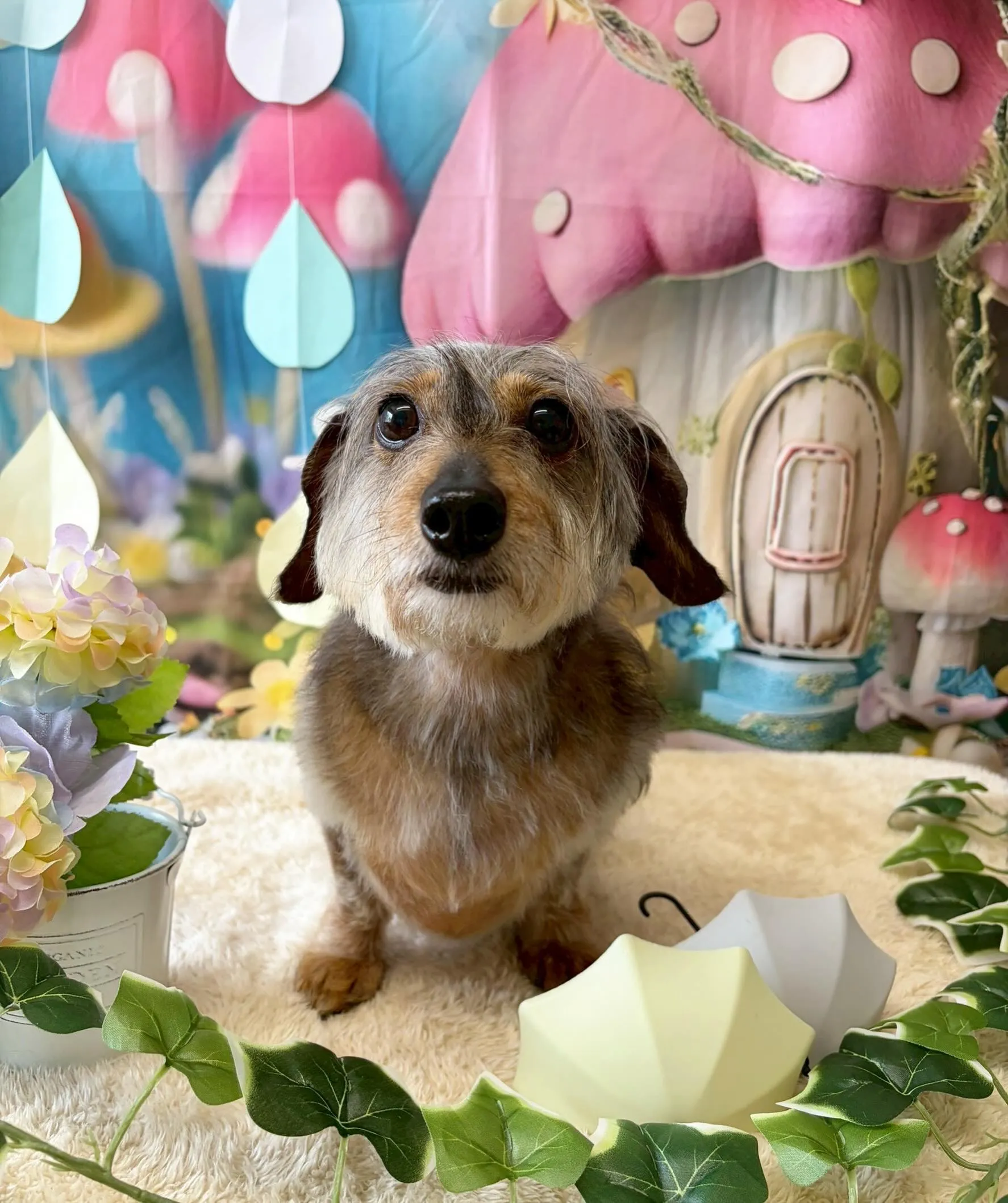 🍃6/19のトリミング🍃シーズー🐶ダックス🐶チワワ🐶|名東区...