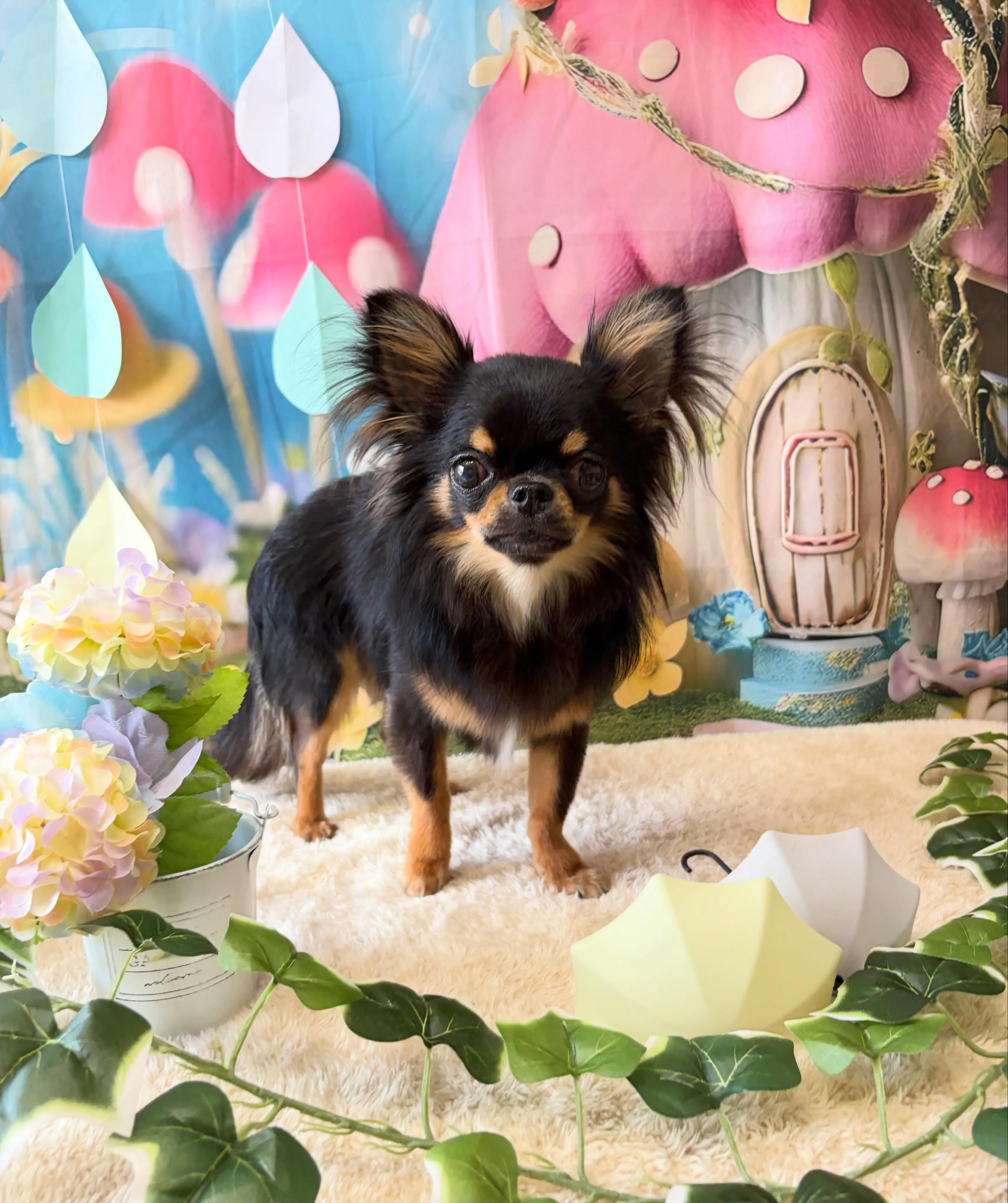 🍃6/19のトリミング🍃シーズー🐶ダックス🐶チワワ🐶|名東区...