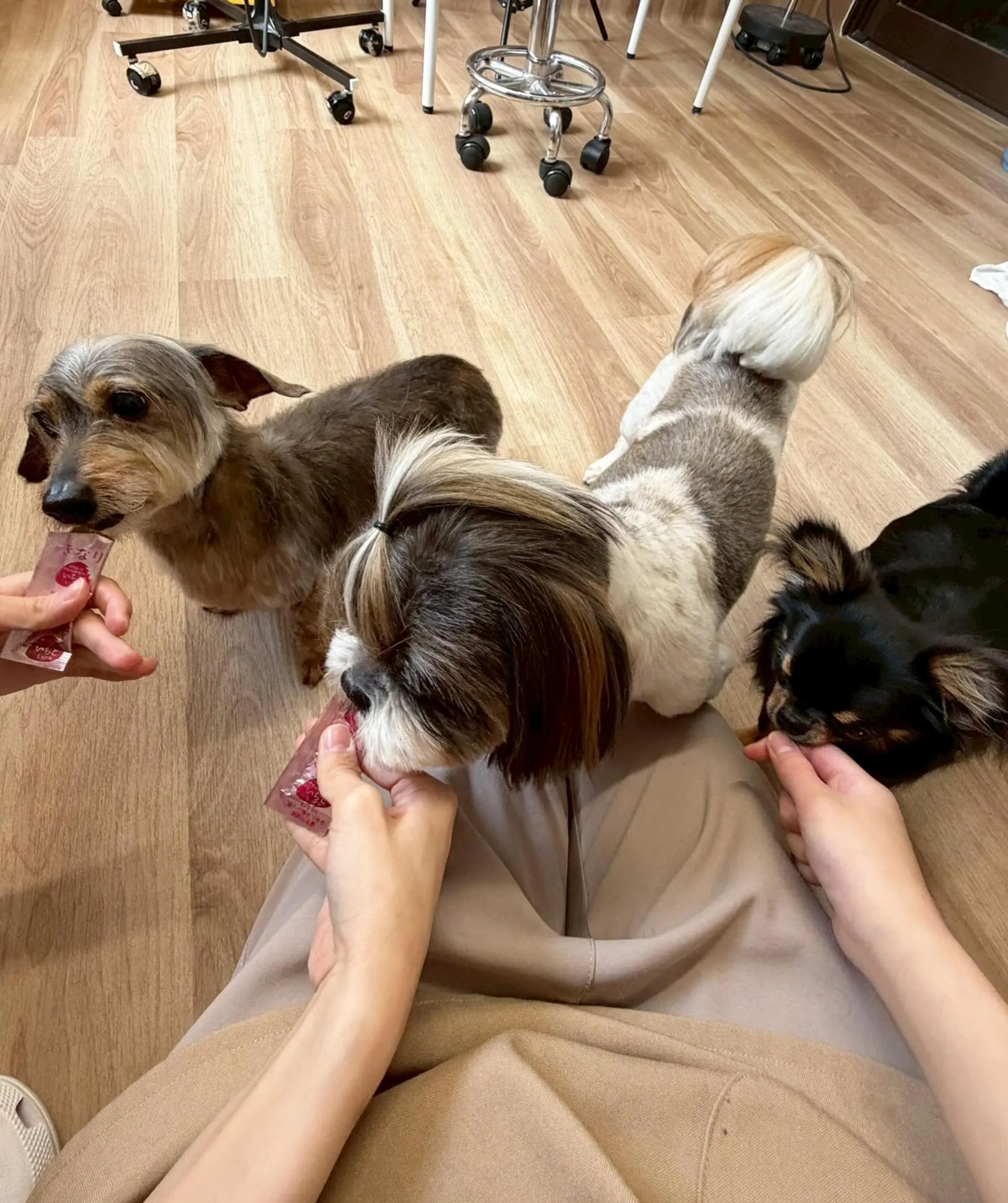 🍃6/19のトリミング🍃シーズー🐶ダックス🐶チワワ🐶|名東区...