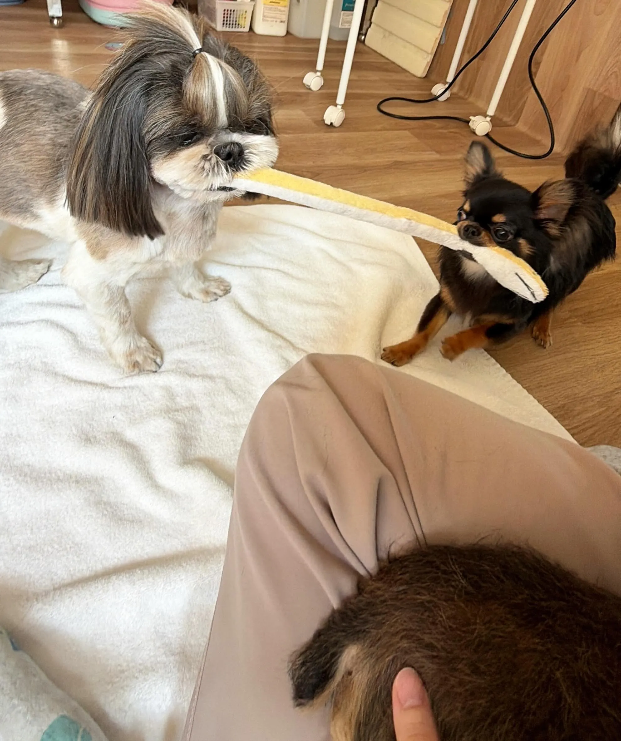 🍃6/19のトリミング🍃シーズー🐶ダックス🐶チワワ🐶|名東区...