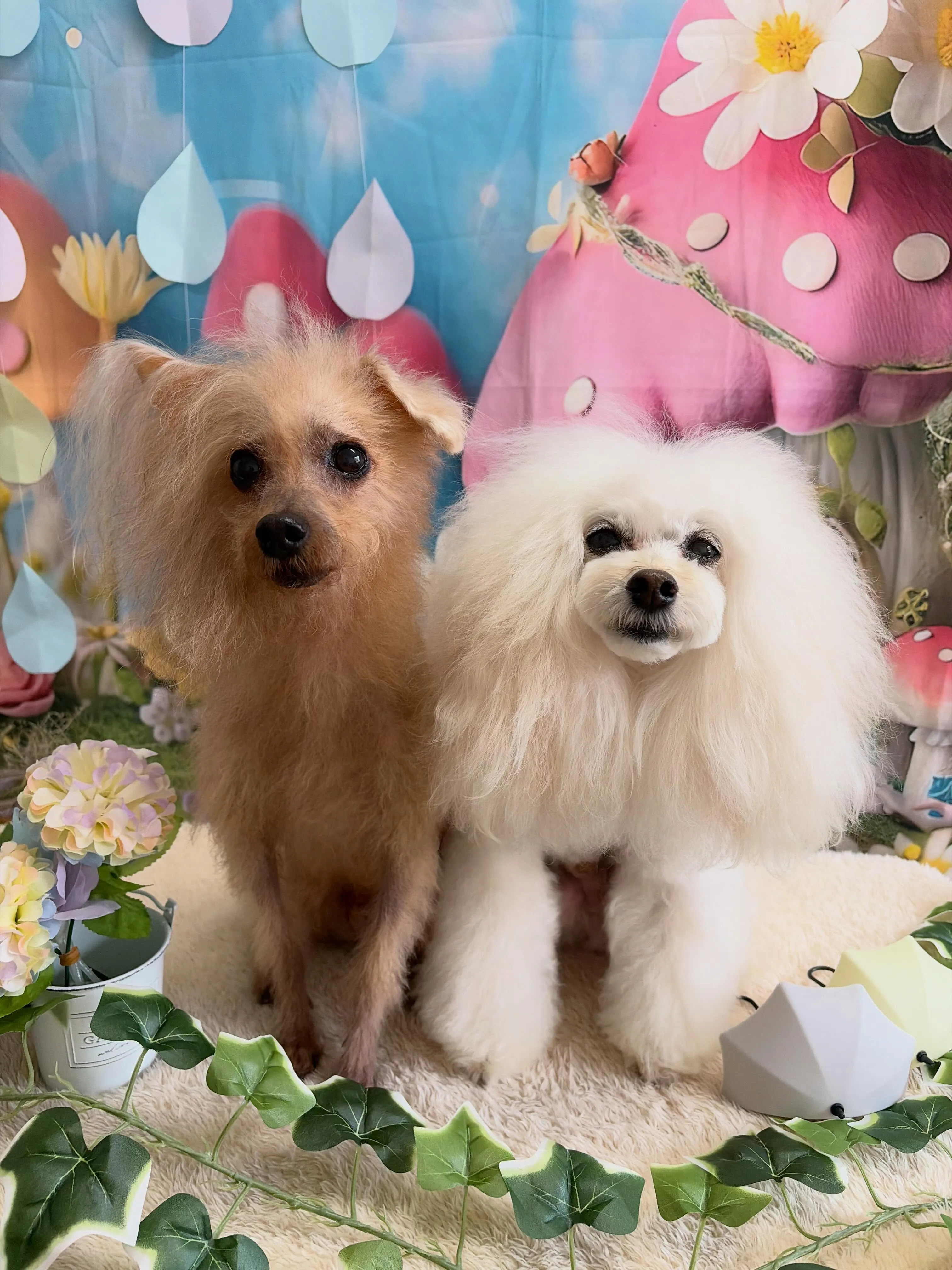 🍃6/19のトリミング🍃プードル🐶｜名東区・千種区・守山区の...