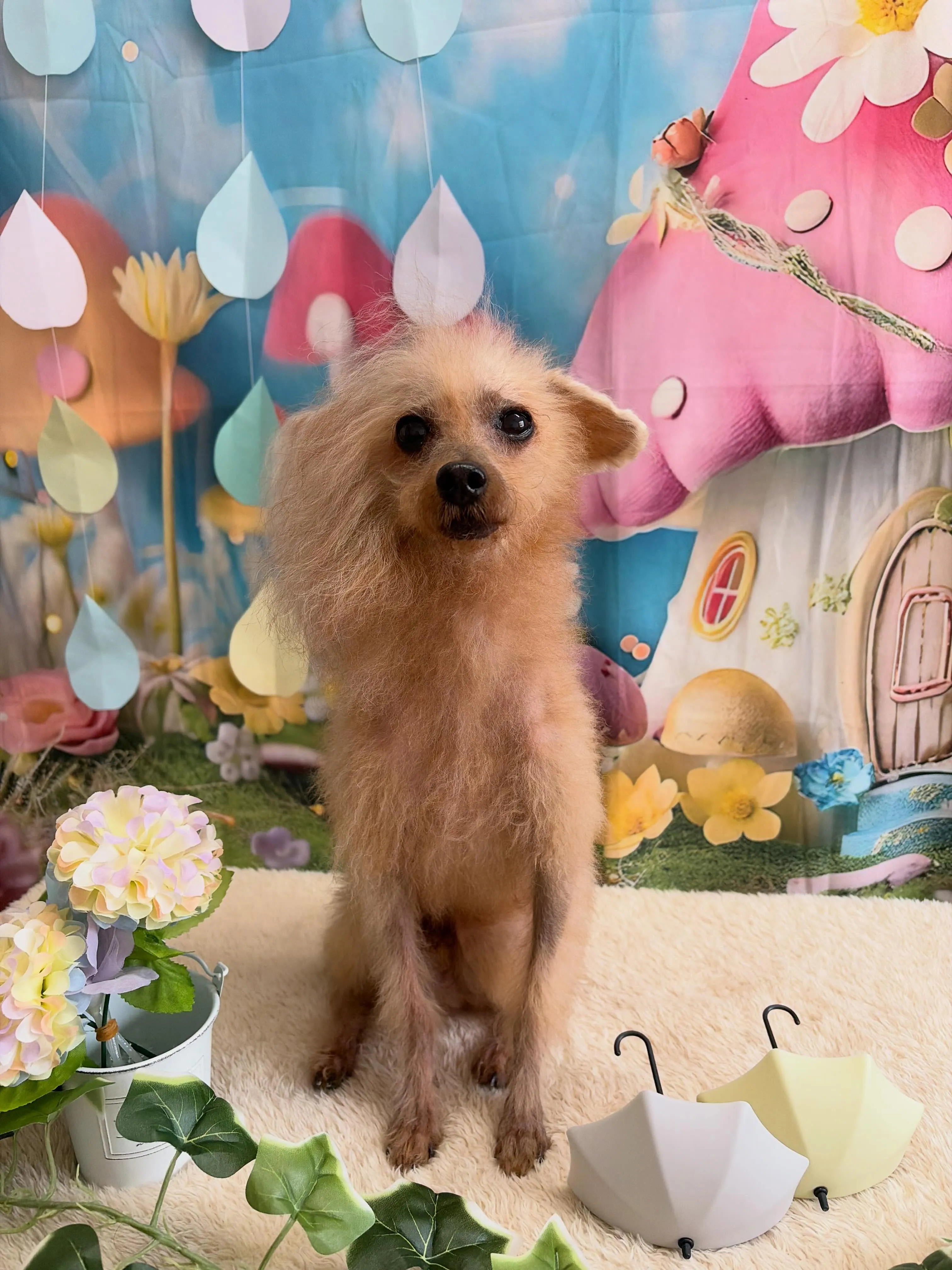 🍃6/19のトリミング🍃プードル🐶｜名東区・千種区・守山区の...