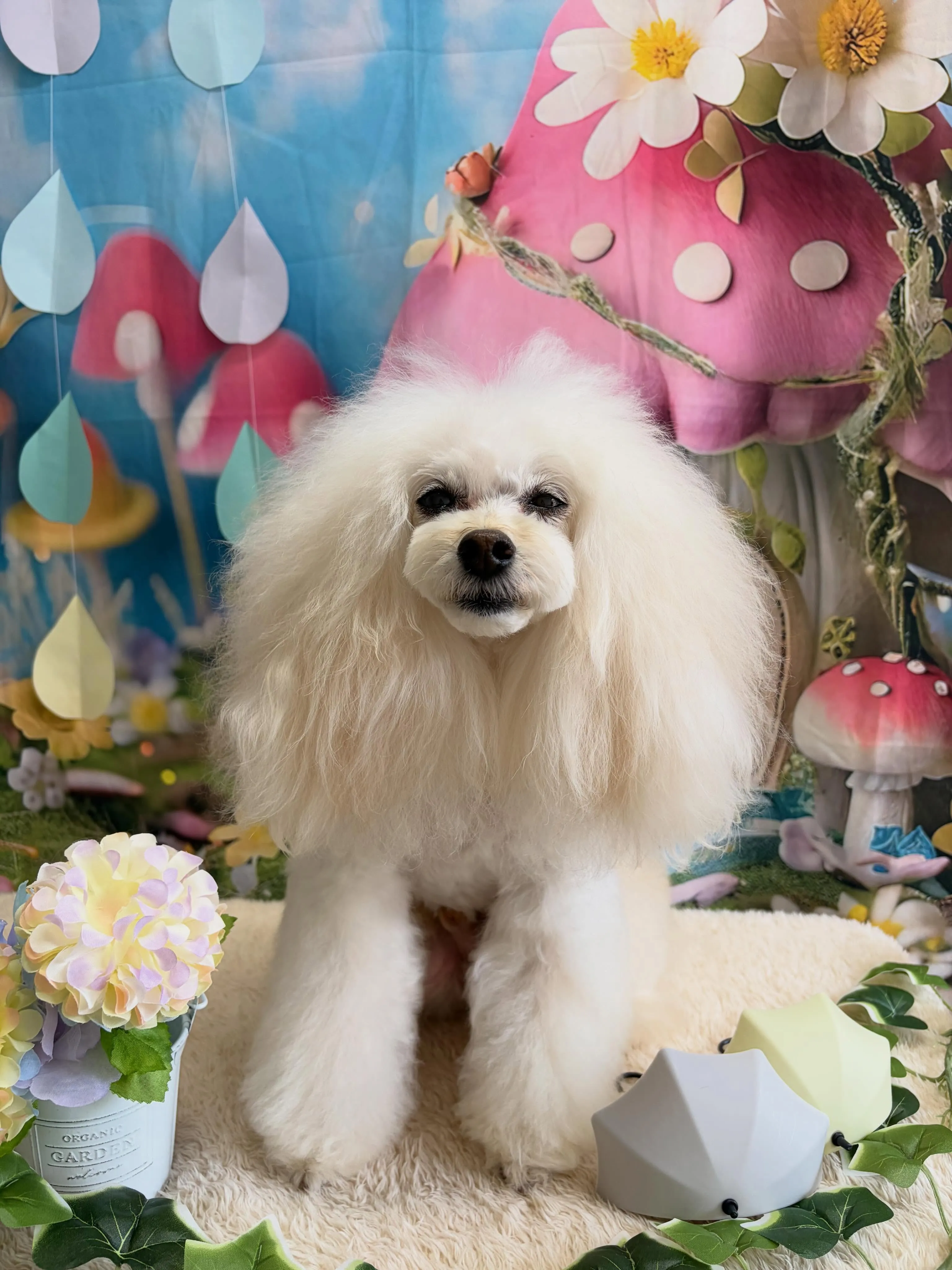 🍃6/19のトリミング🍃プードル🐶｜名東区・千種区・守山区の...