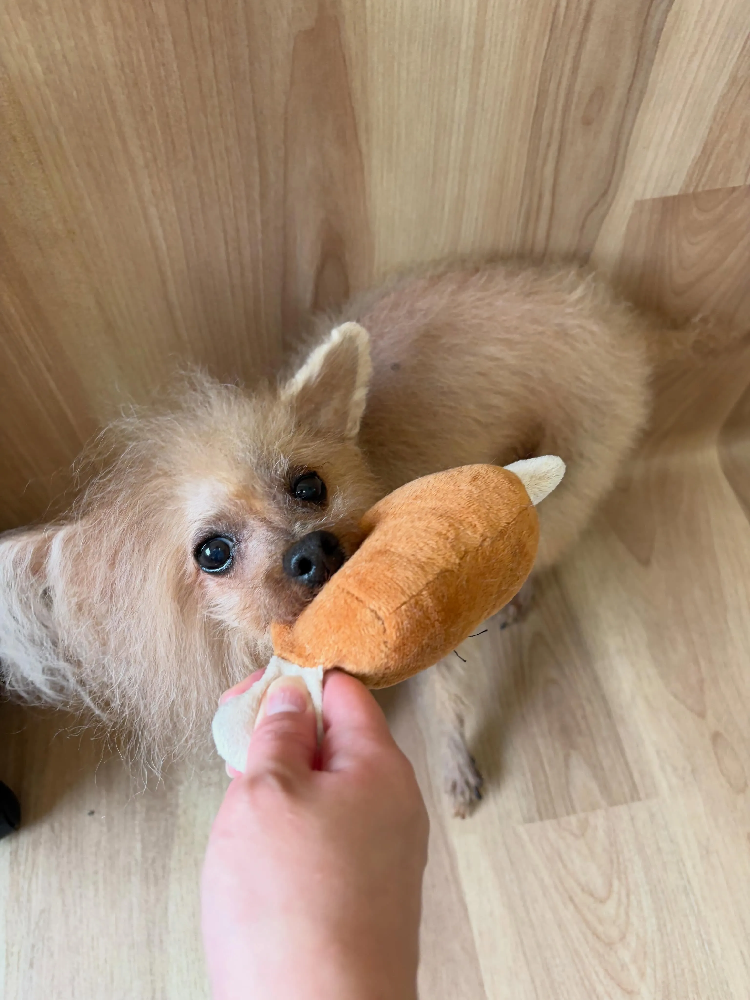 🍃6/19のトリミング🍃プードル🐶｜名東区・千種区・守山区の...