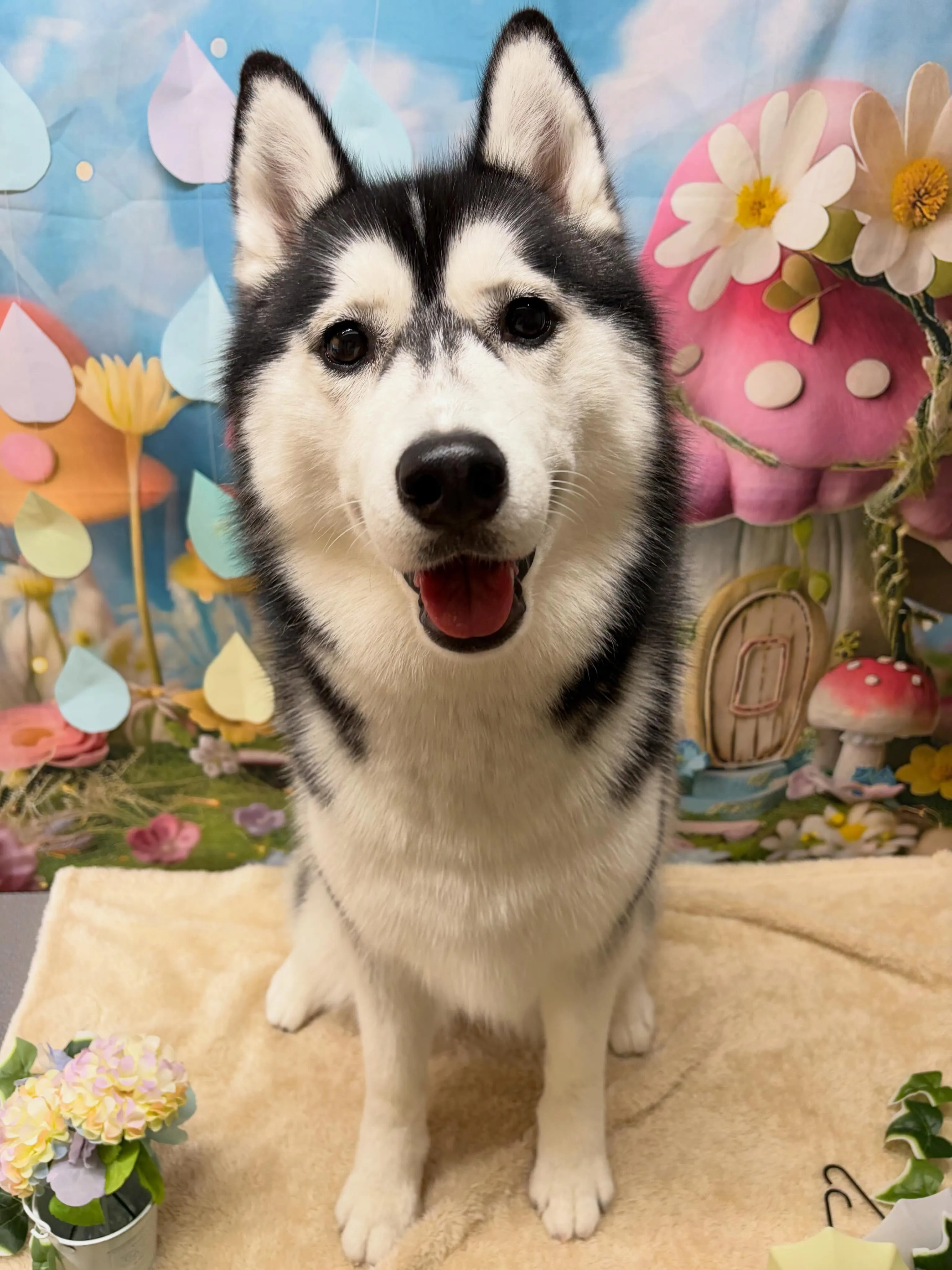 🍃6/17のトリミング🍃ハスキー🐶｜名東区・千種区・守山区の...