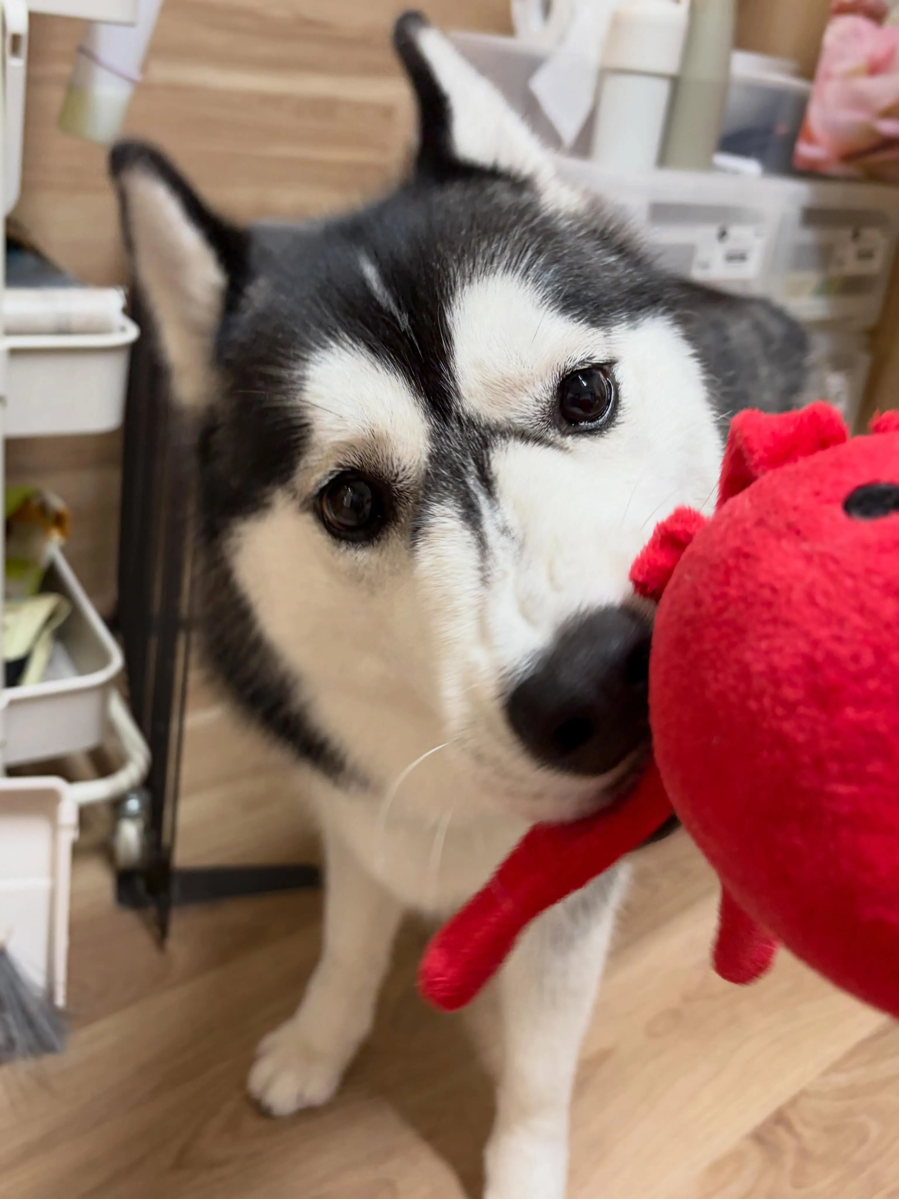 🍃6/17のトリミング🍃ハスキー🐶｜名東区・千種区・守山区の...