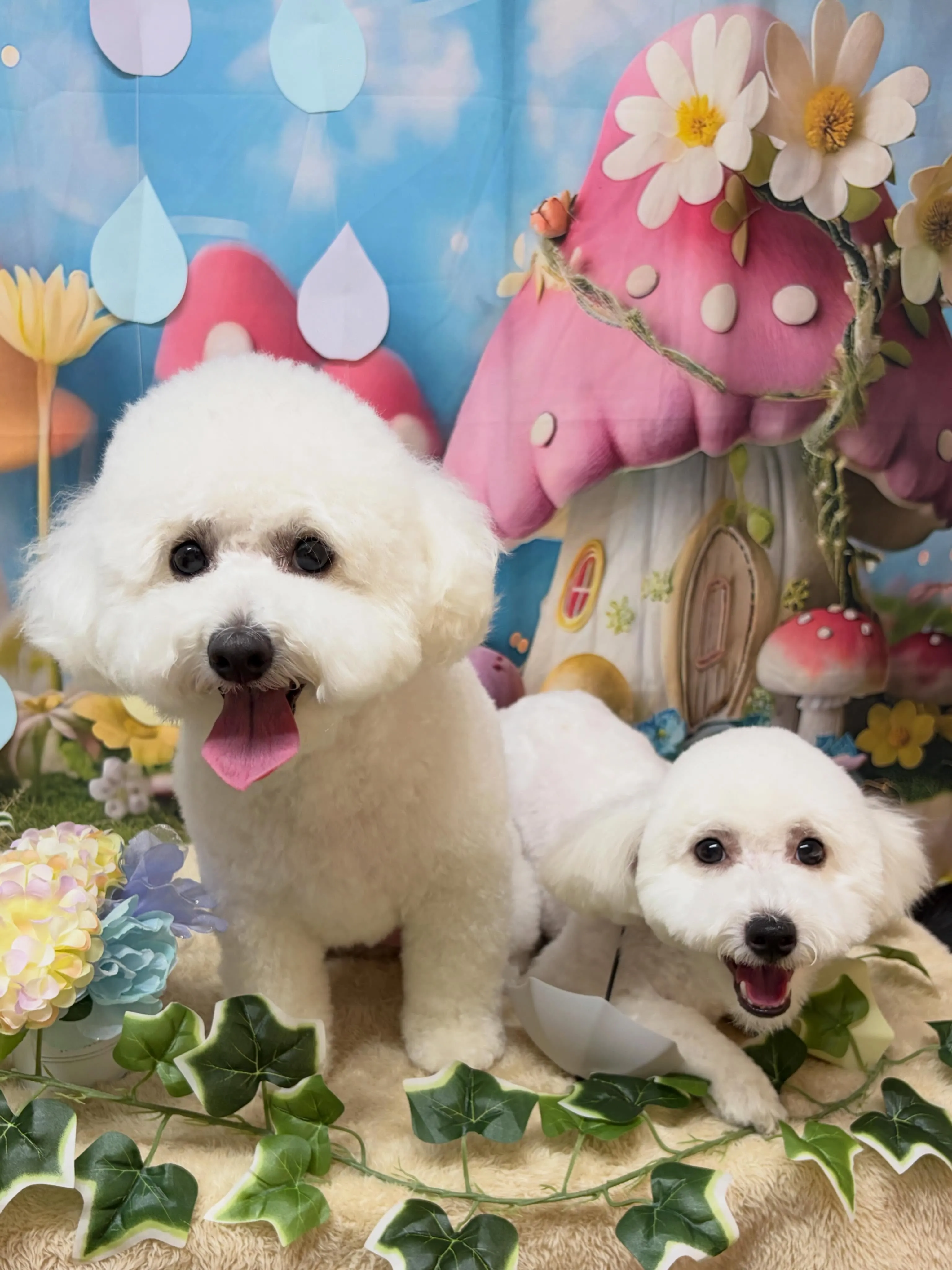 🍃6/20のトリミング🍃ミックス犬🐶｜名東区・千種区・守山区...
