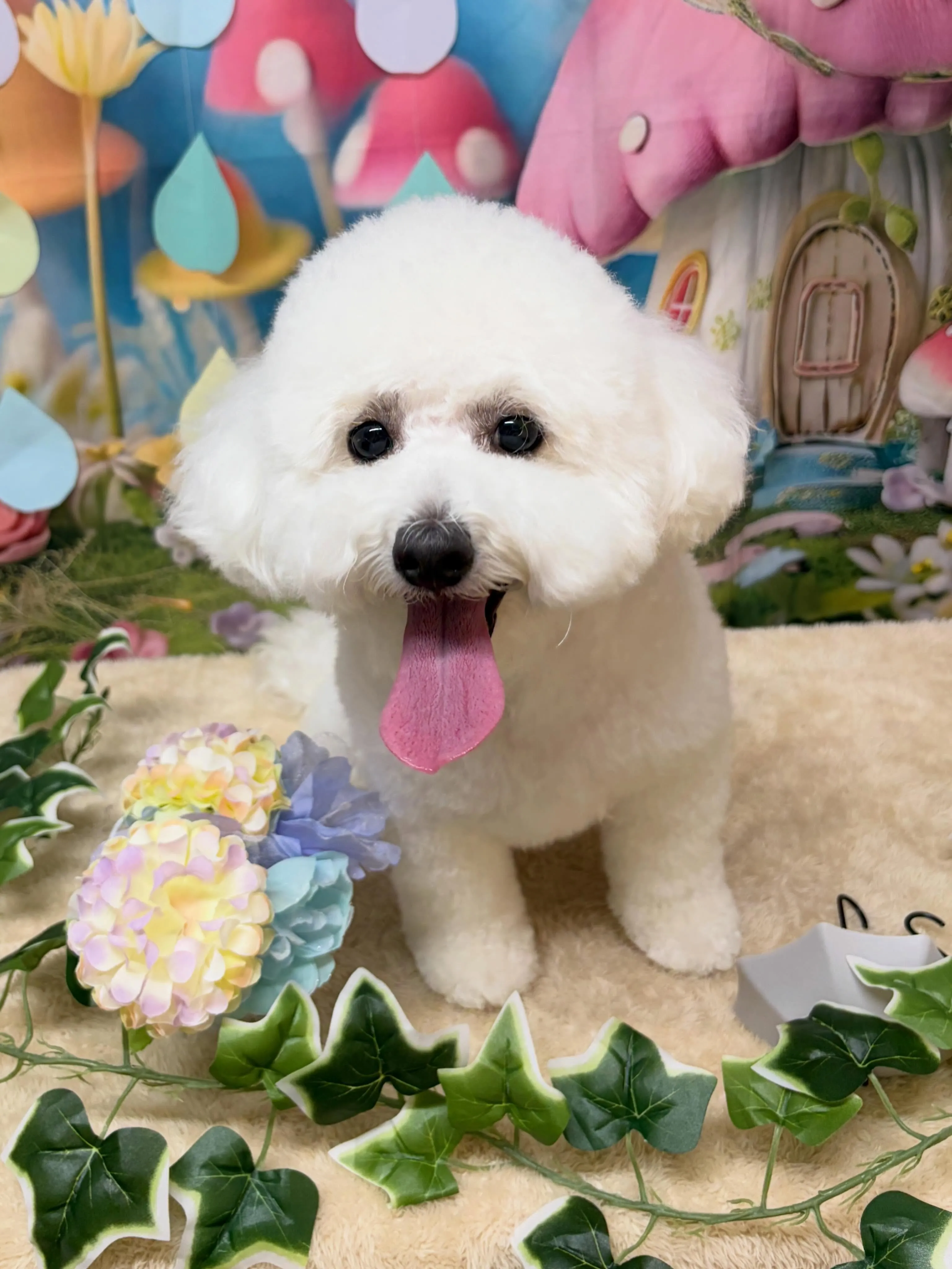 🍃6/20のトリミング🍃ミックス犬🐶｜名東区・千種区・守山区...