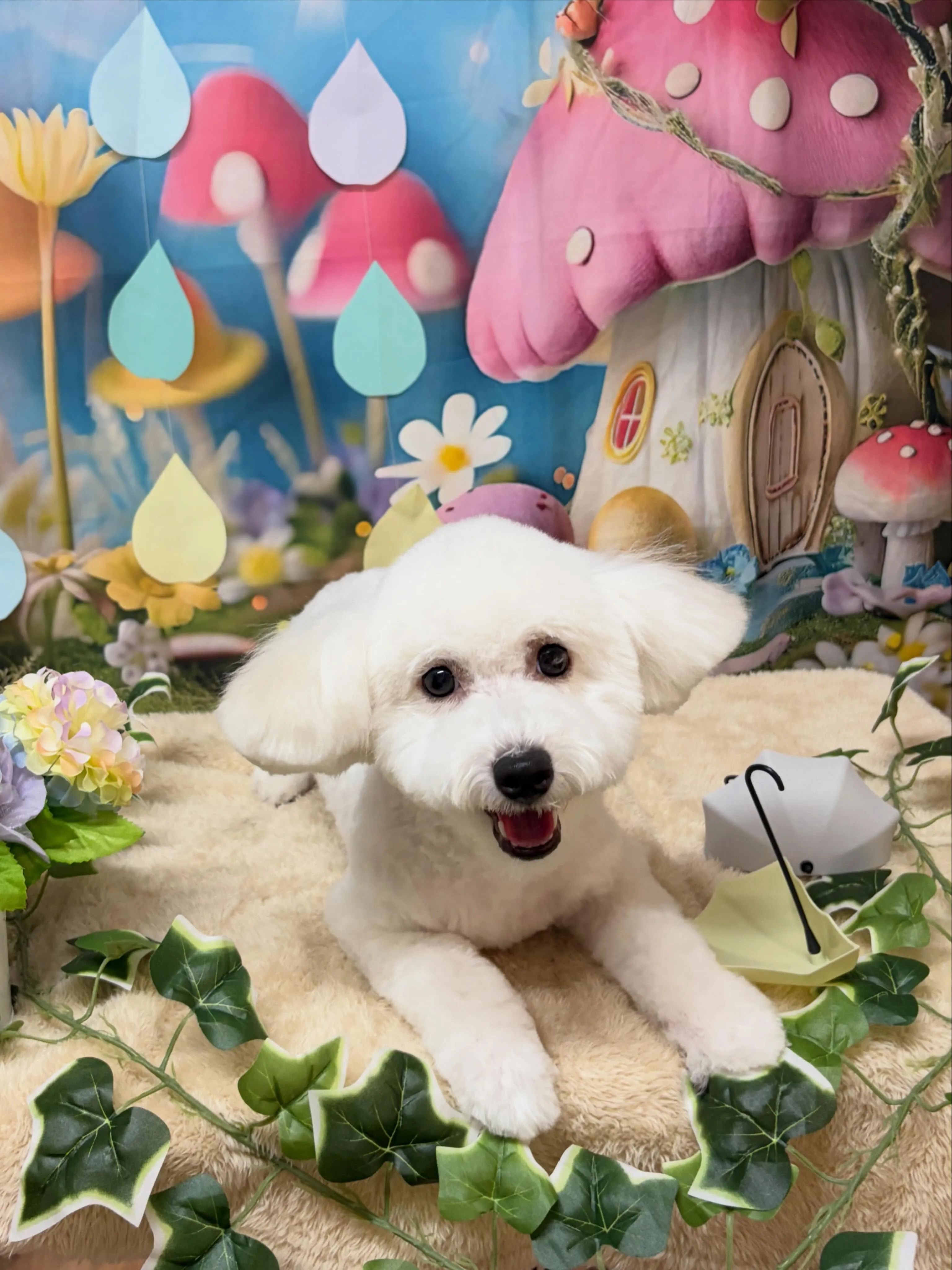 🍃6/20のトリミング🍃ミックス犬🐶｜名東区・千種区・守山区...