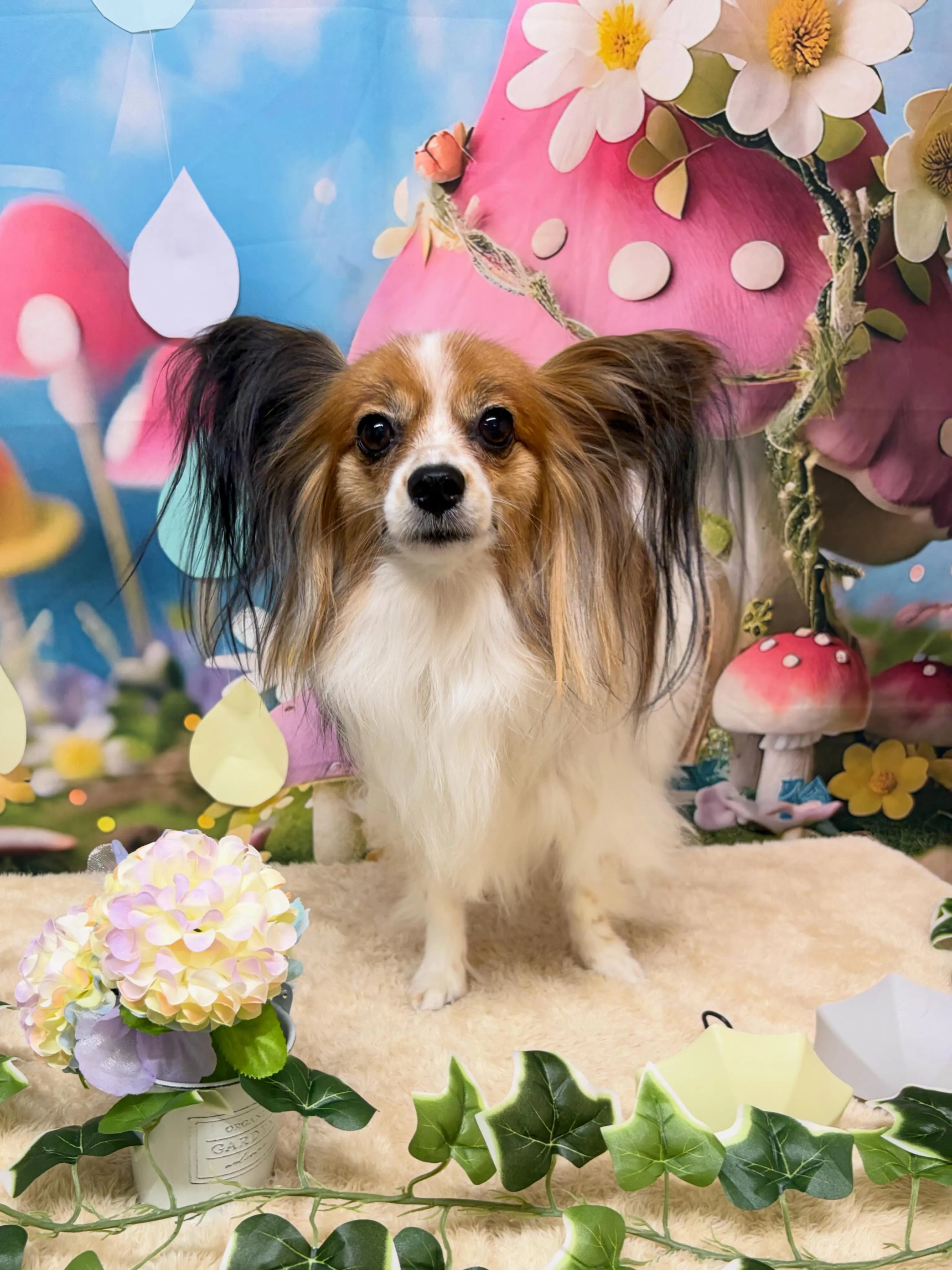 🍃6/20のトリミング🍃パピヨン🐶｜名東区・千種区・守山区の...