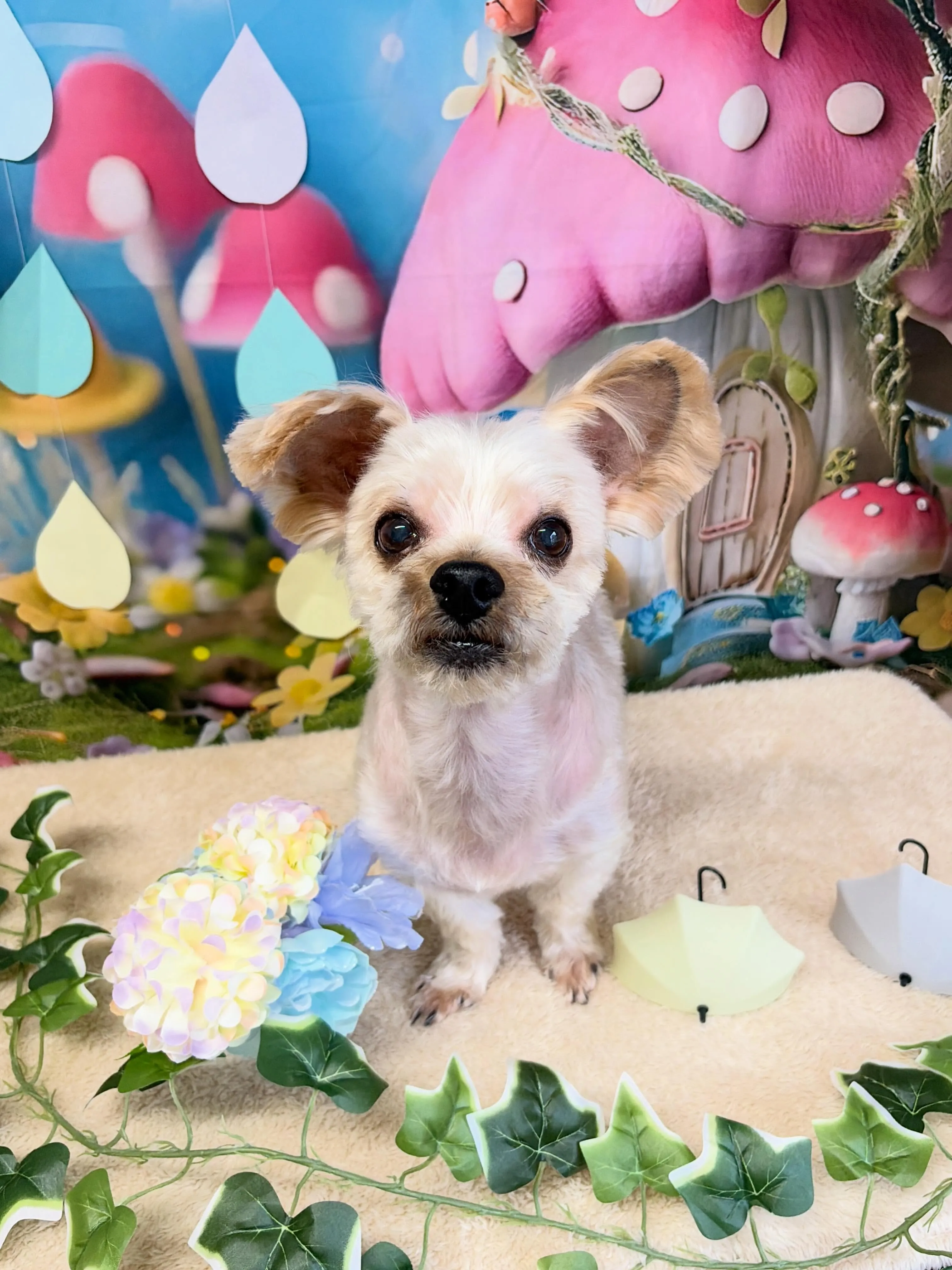 🍃6/20のトリミング🍃ヨークシャテリア🐶｜名東区・千種区・...