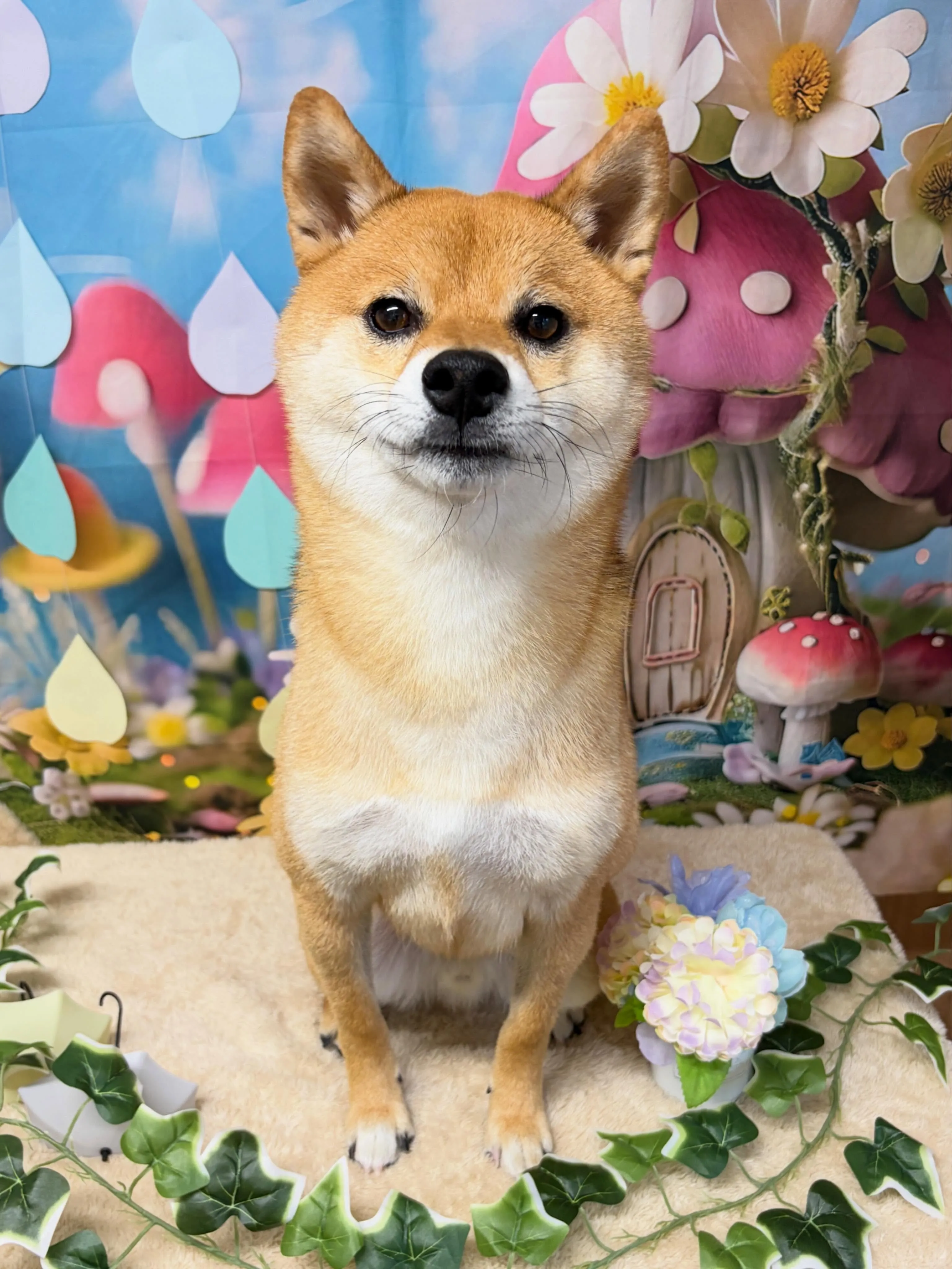 🍃6/20のトリミング🍃柴犬🐶｜名東区・千種区・守山区の動物...