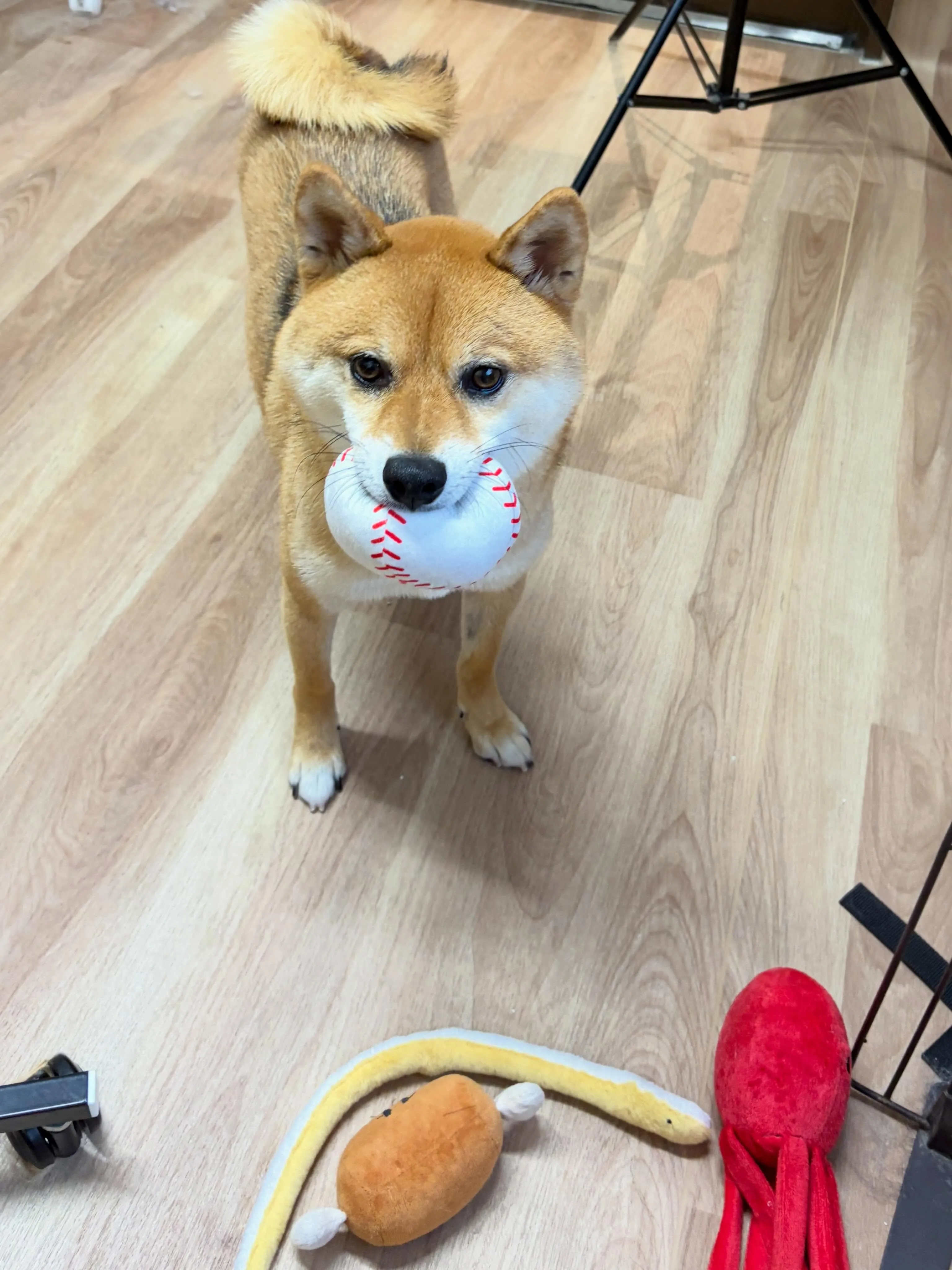🍃6/20のトリミング🍃柴犬🐶｜名東区・千種区・守山区の動物...