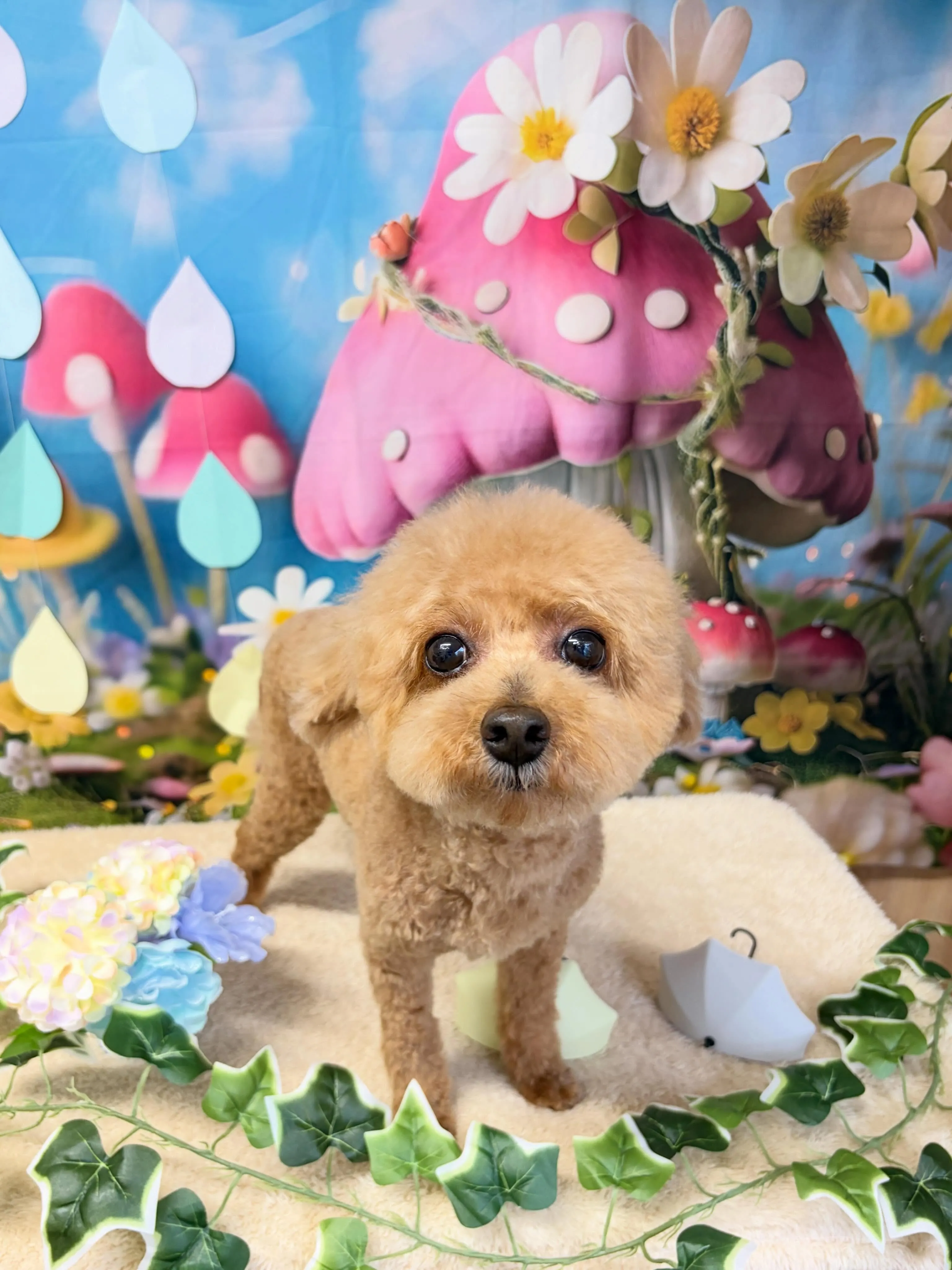 🍃6/20のトリミング🍃プードル🐶｜名東区・千種区・守山区の...