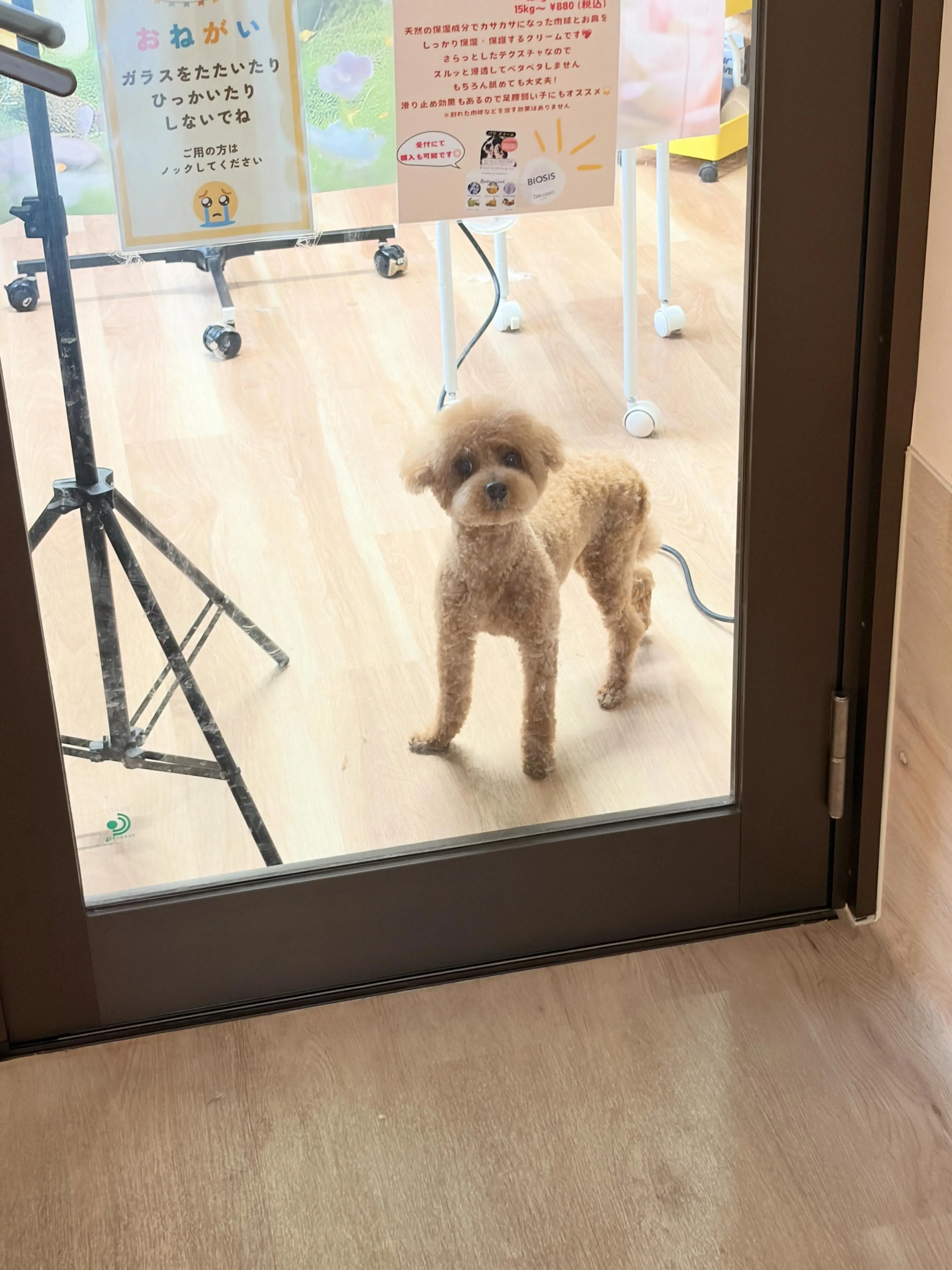 🍃6/20のトリミング🍃プードル🐶｜名東区・千種区・守山区の...