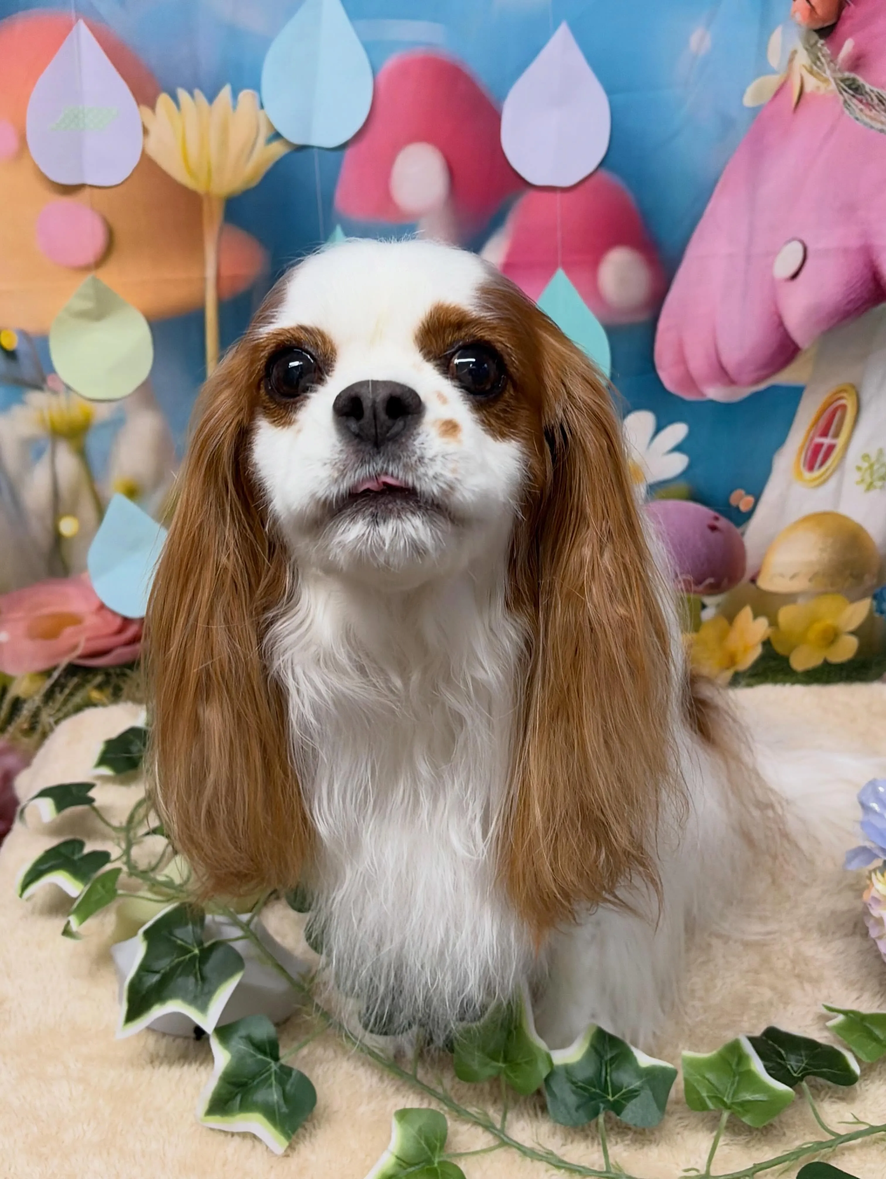 🍃6/20のトリミング🍃キャバリア🐶｜名東区・千種区・守山区...