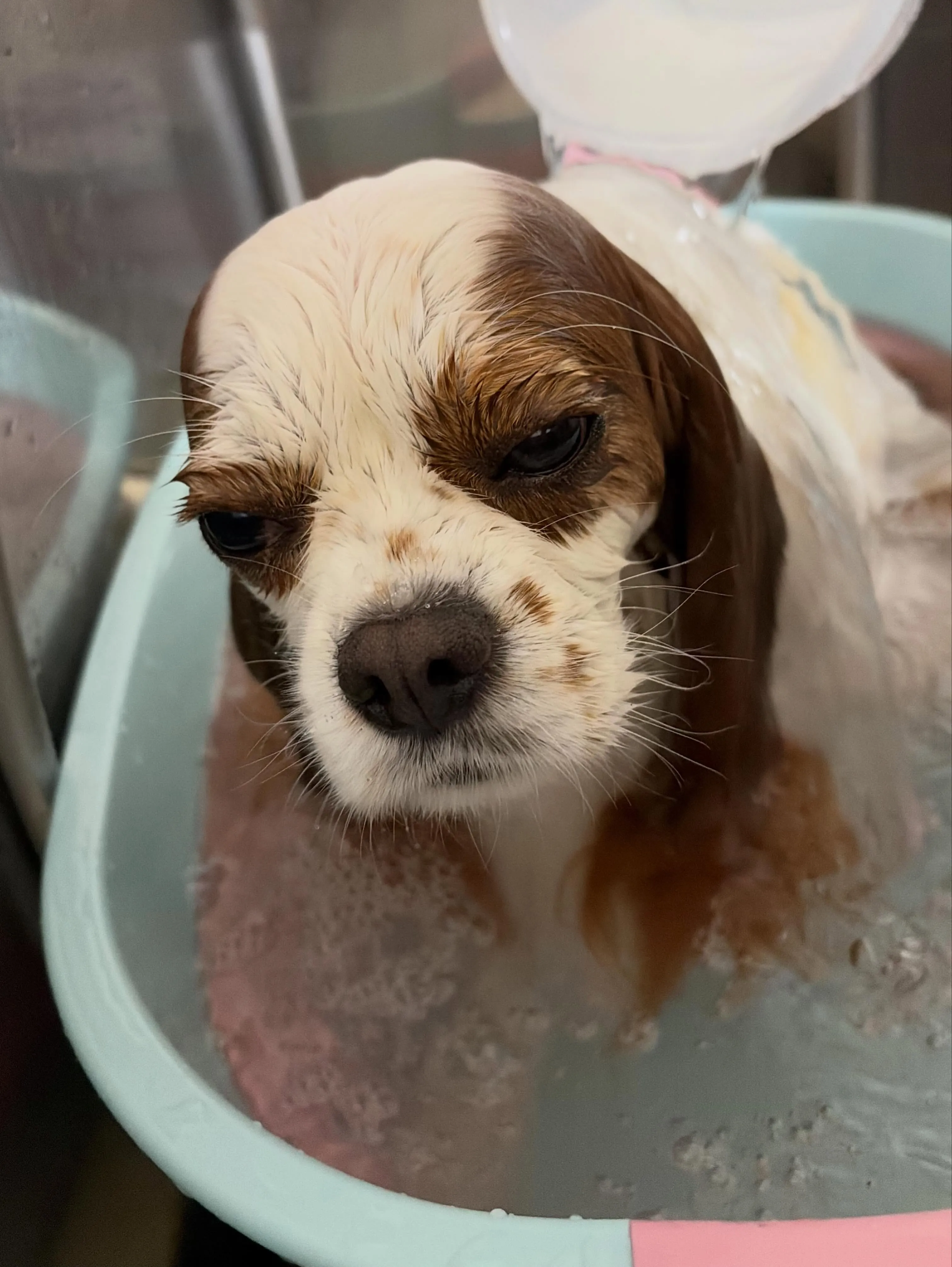 🍃6/20のトリミング🍃キャバリア🐶｜名東区・千種区・守山区...