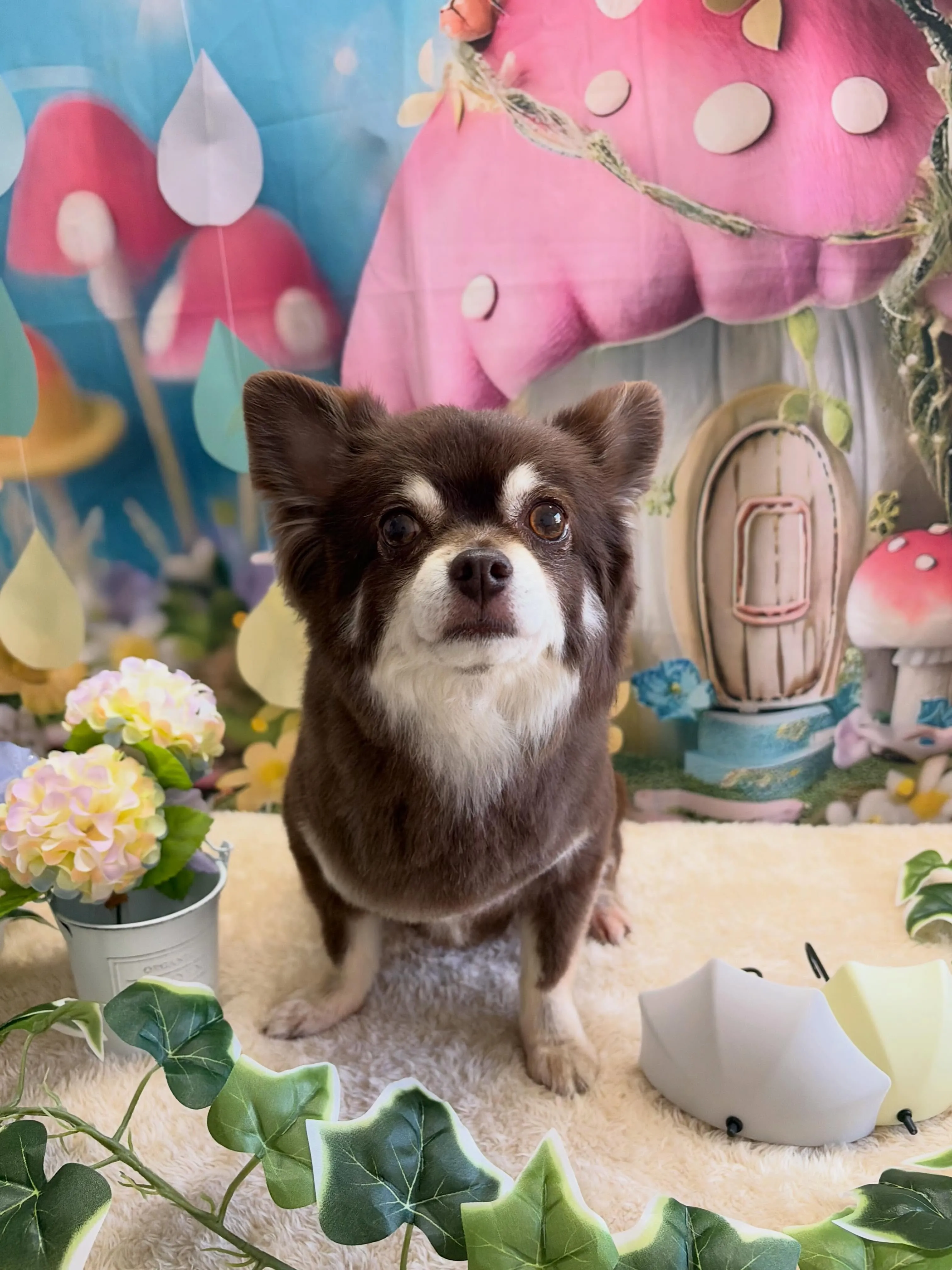 🍃6/21のトリミング🍃チワワ🐶｜名東区・千種区・守山区の動...
