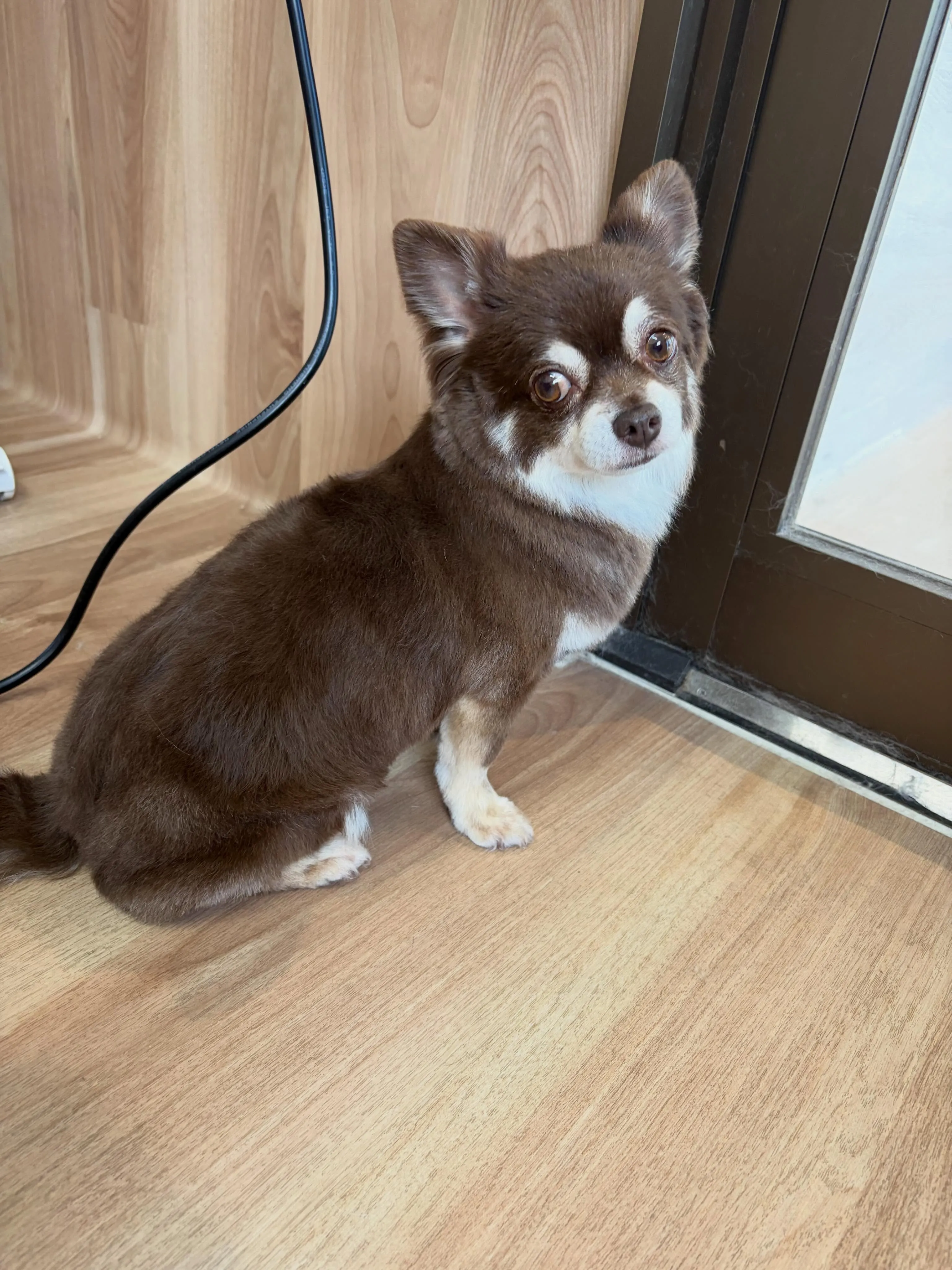 🍃6/21のトリミング🍃チワワ🐶｜名東区・千種区・守山区の動...