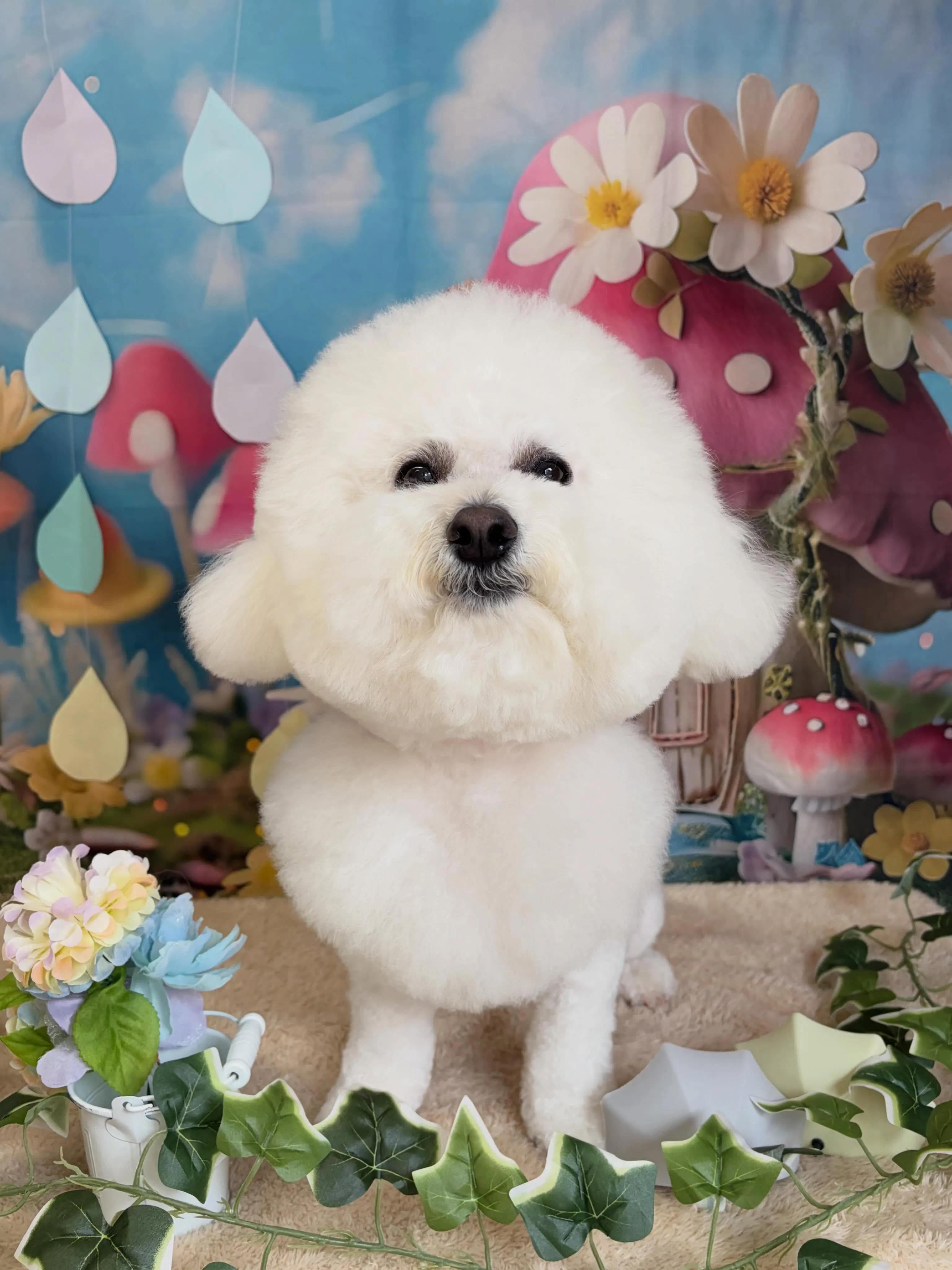 🍃6/21のトリミング🍃ビションフリーゼ🐶｜名東区・千種区・...