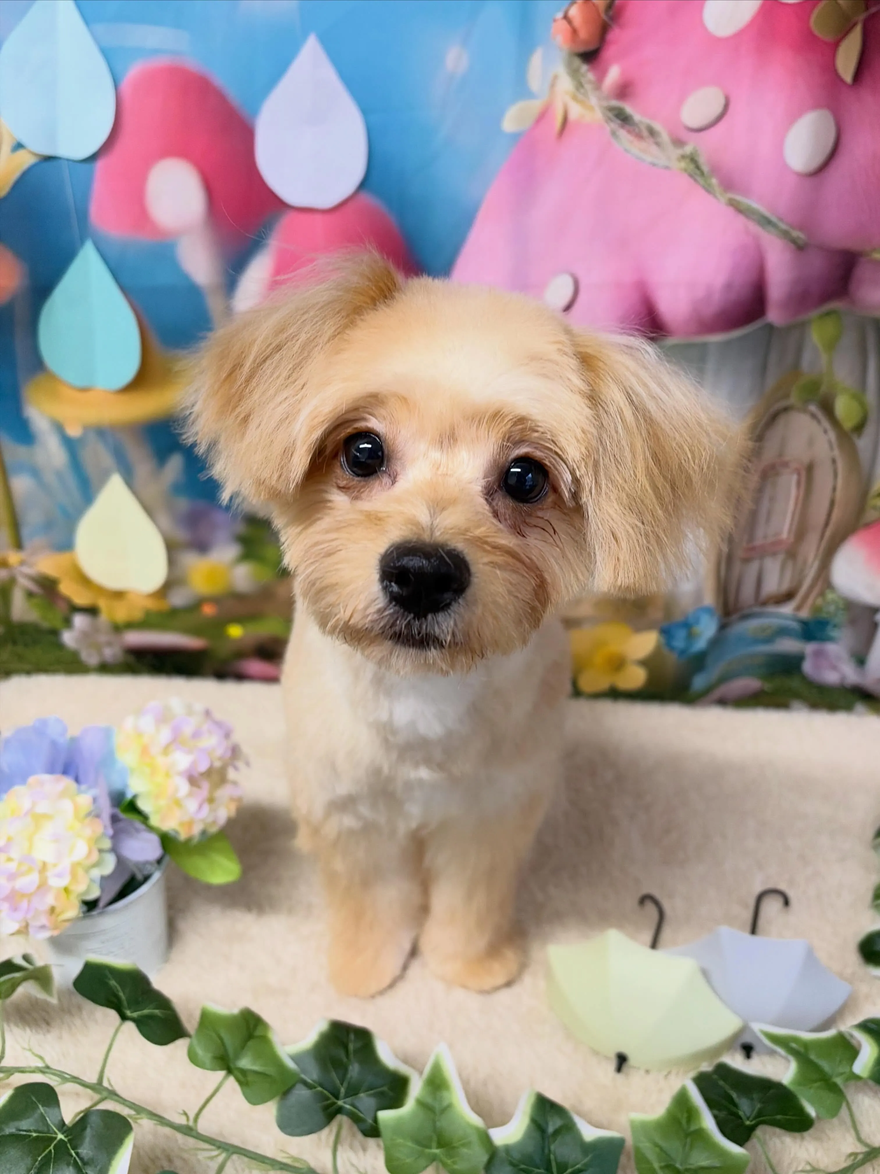 🍃6/21のトリミング🍃ミックス犬🐶｜名東区・千種区・守山区...